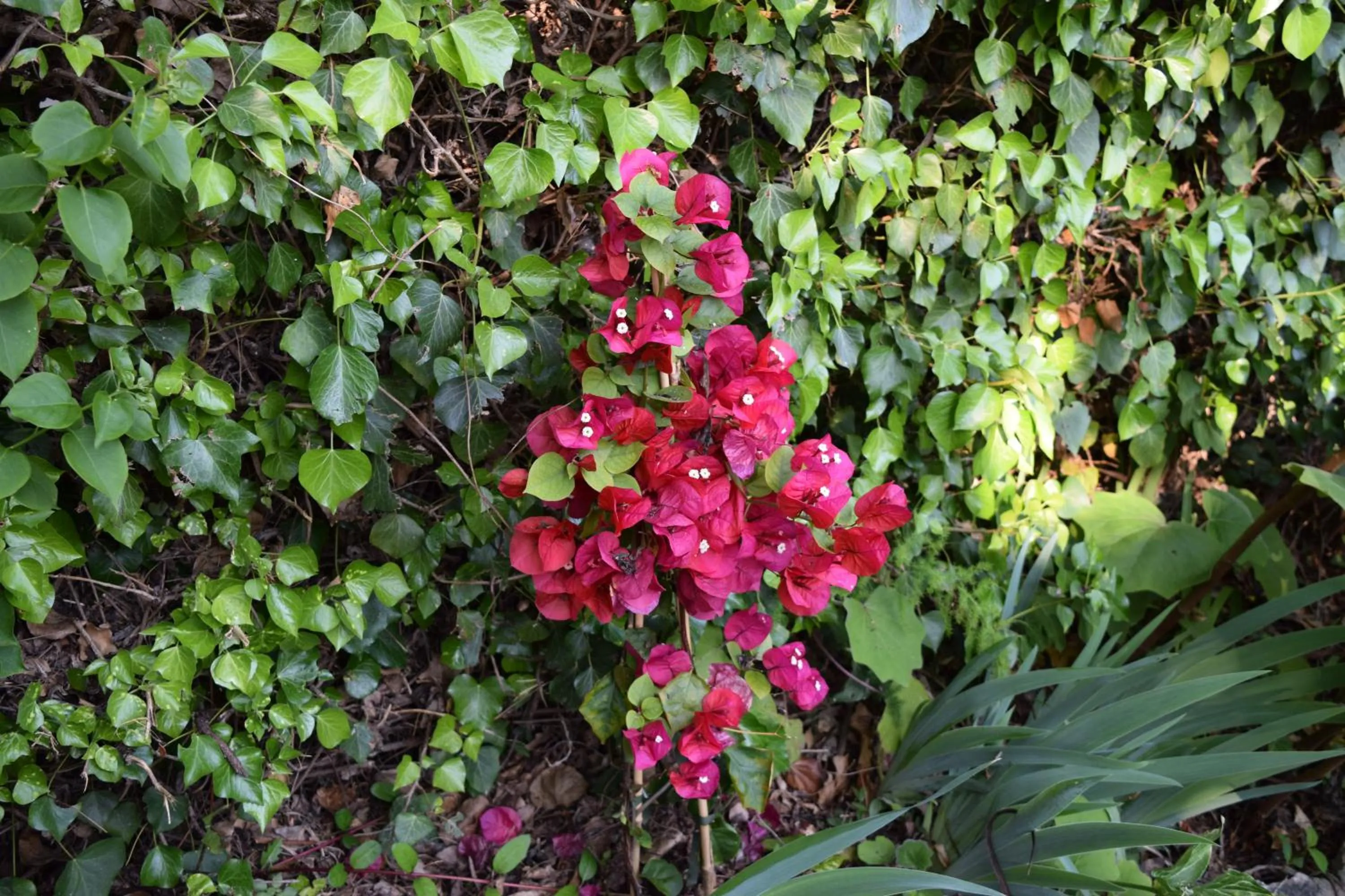 Garden in Villa Il Respiro