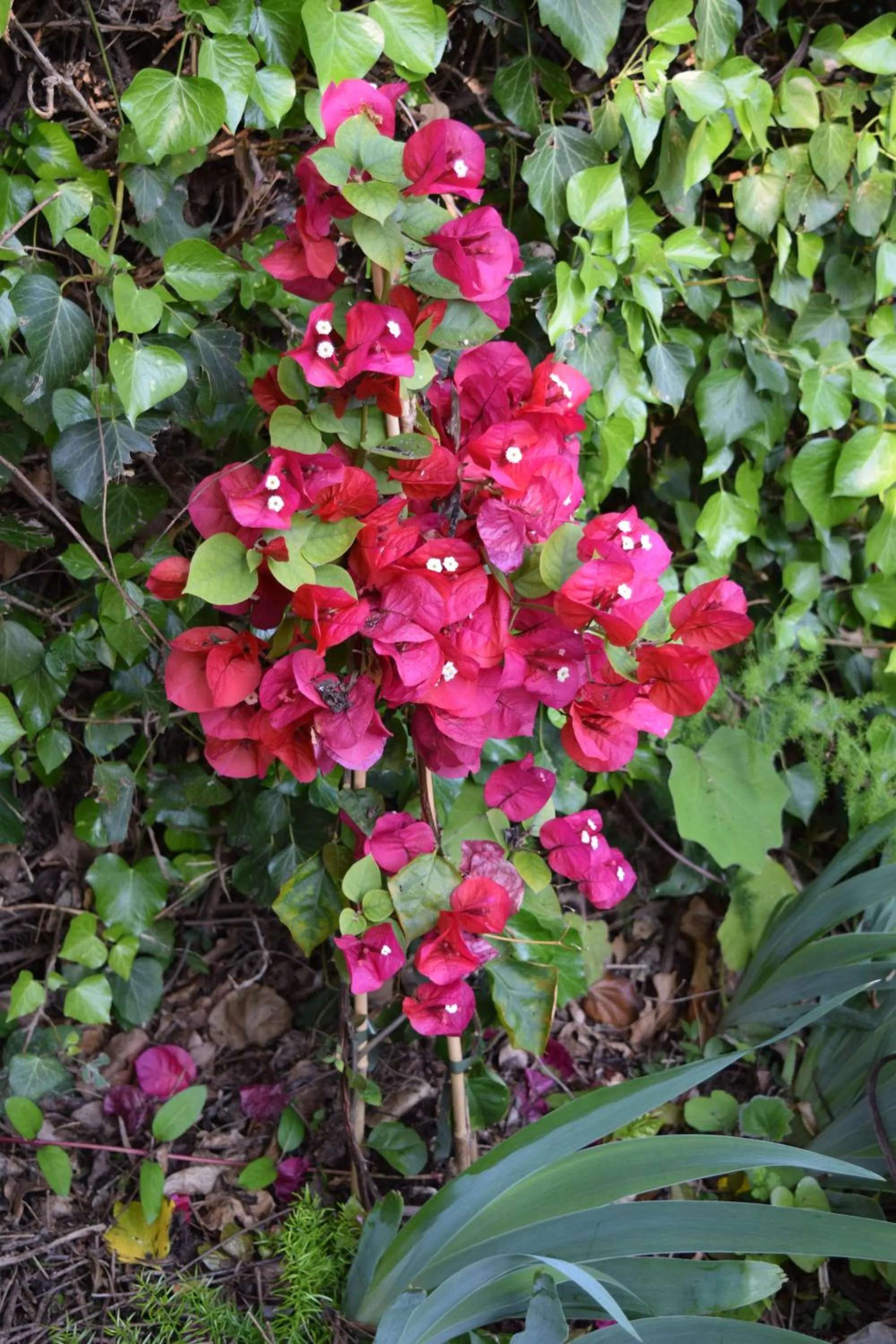 Garden in Villa Il Respiro
