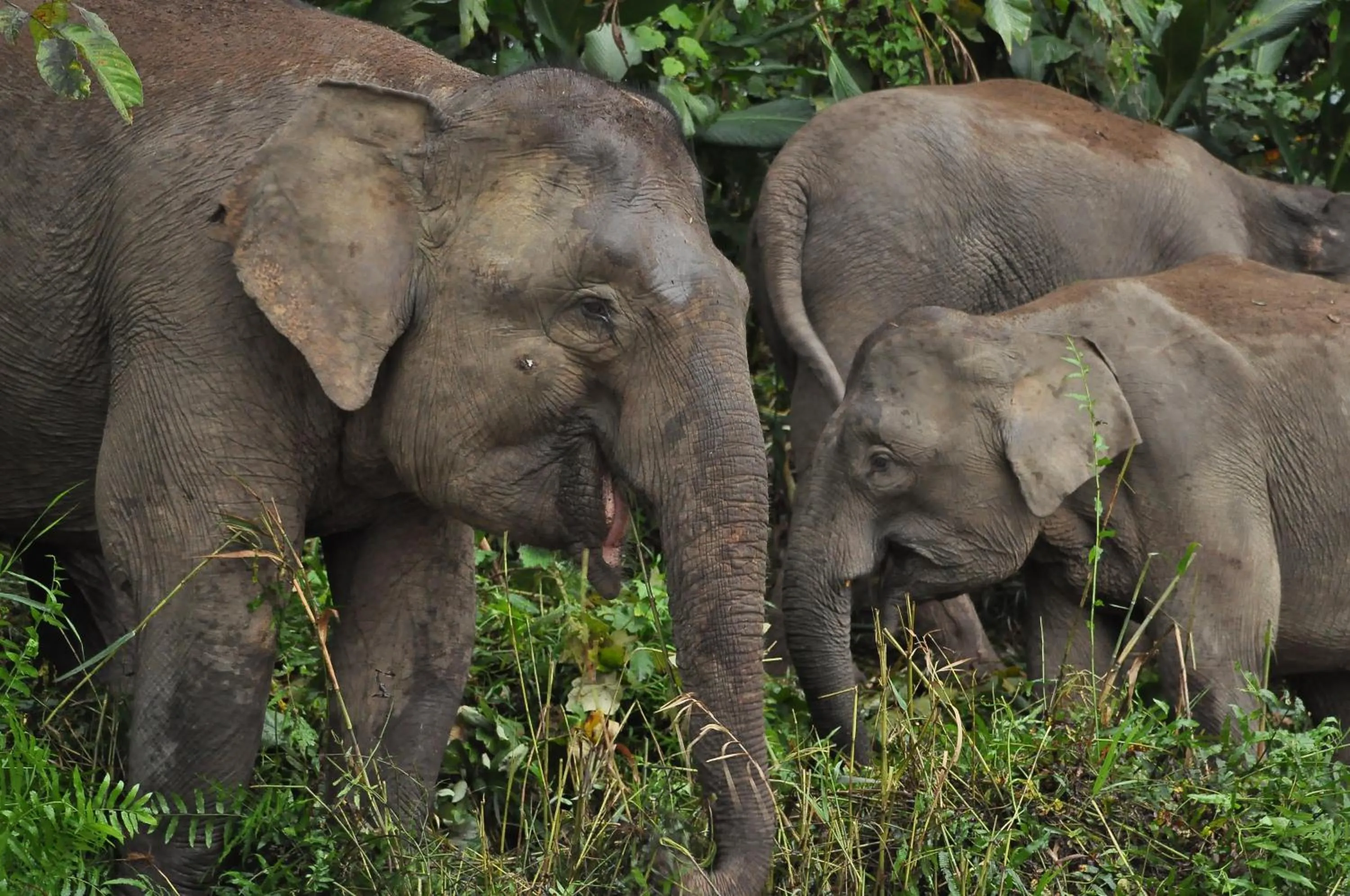 Animals in Borneo Nature Lodge