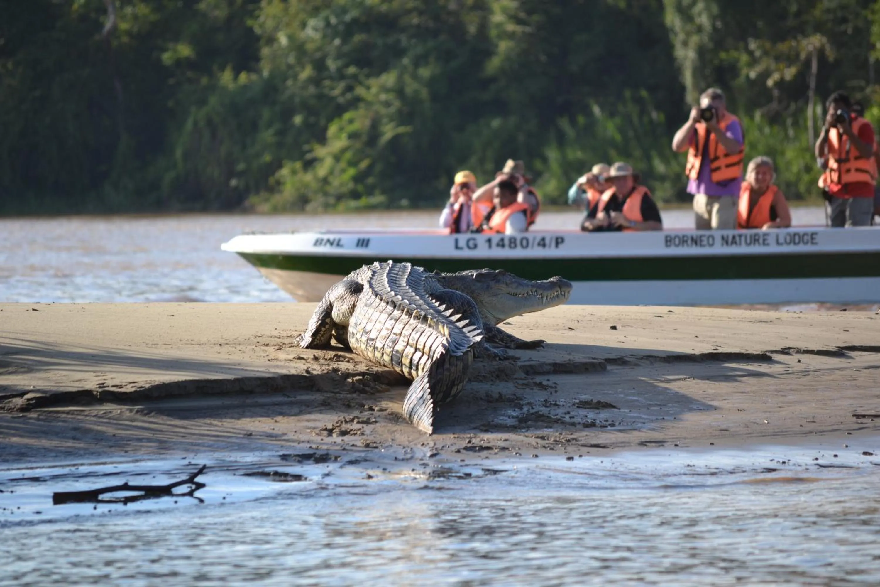 Animals in Borneo Nature Lodge