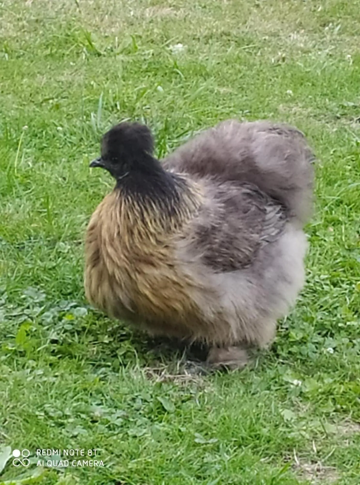 Pets in Chambres d'hotes du Port Gautier