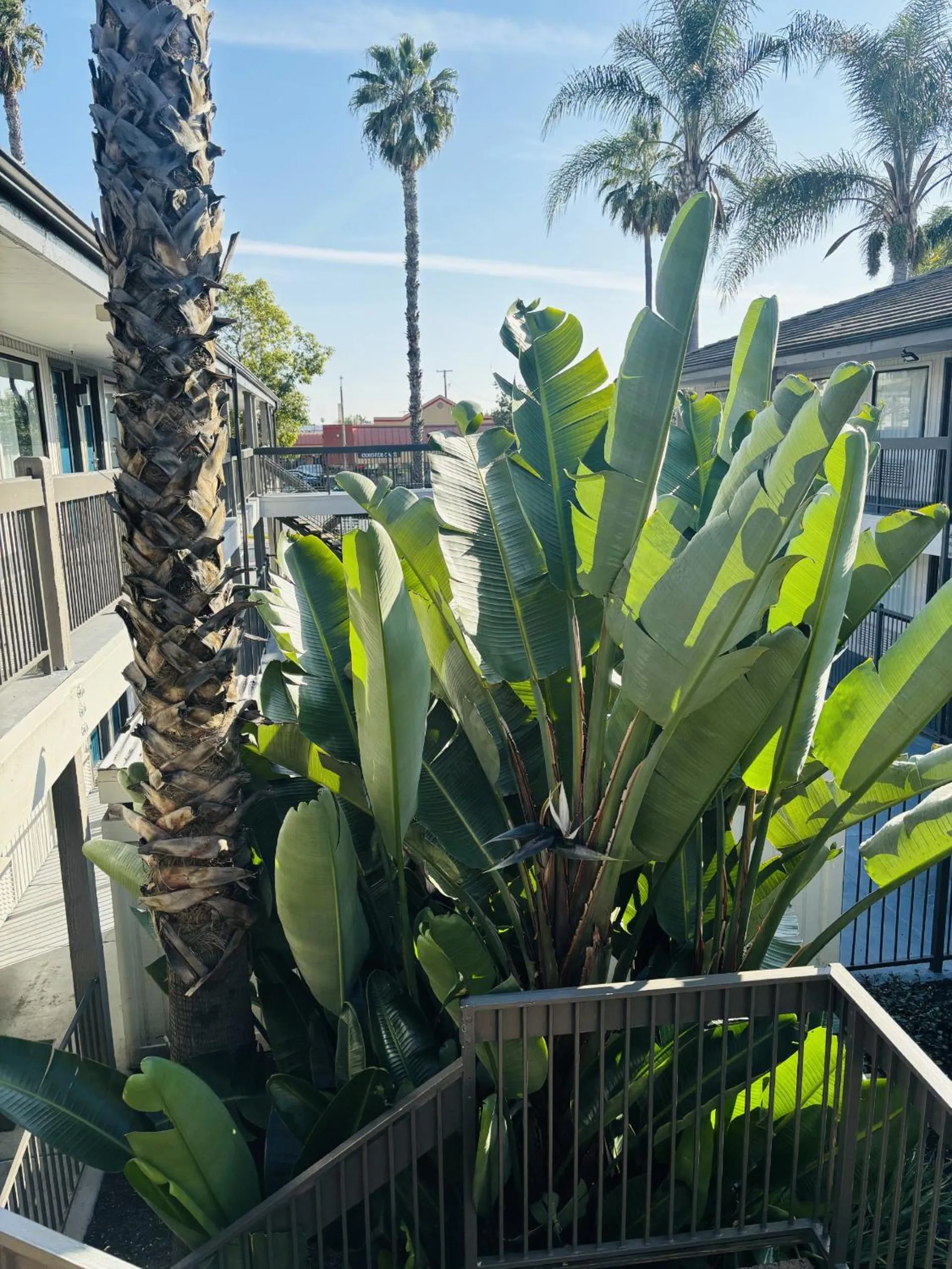 Spring in Motel 6-Santa Ana, CA
