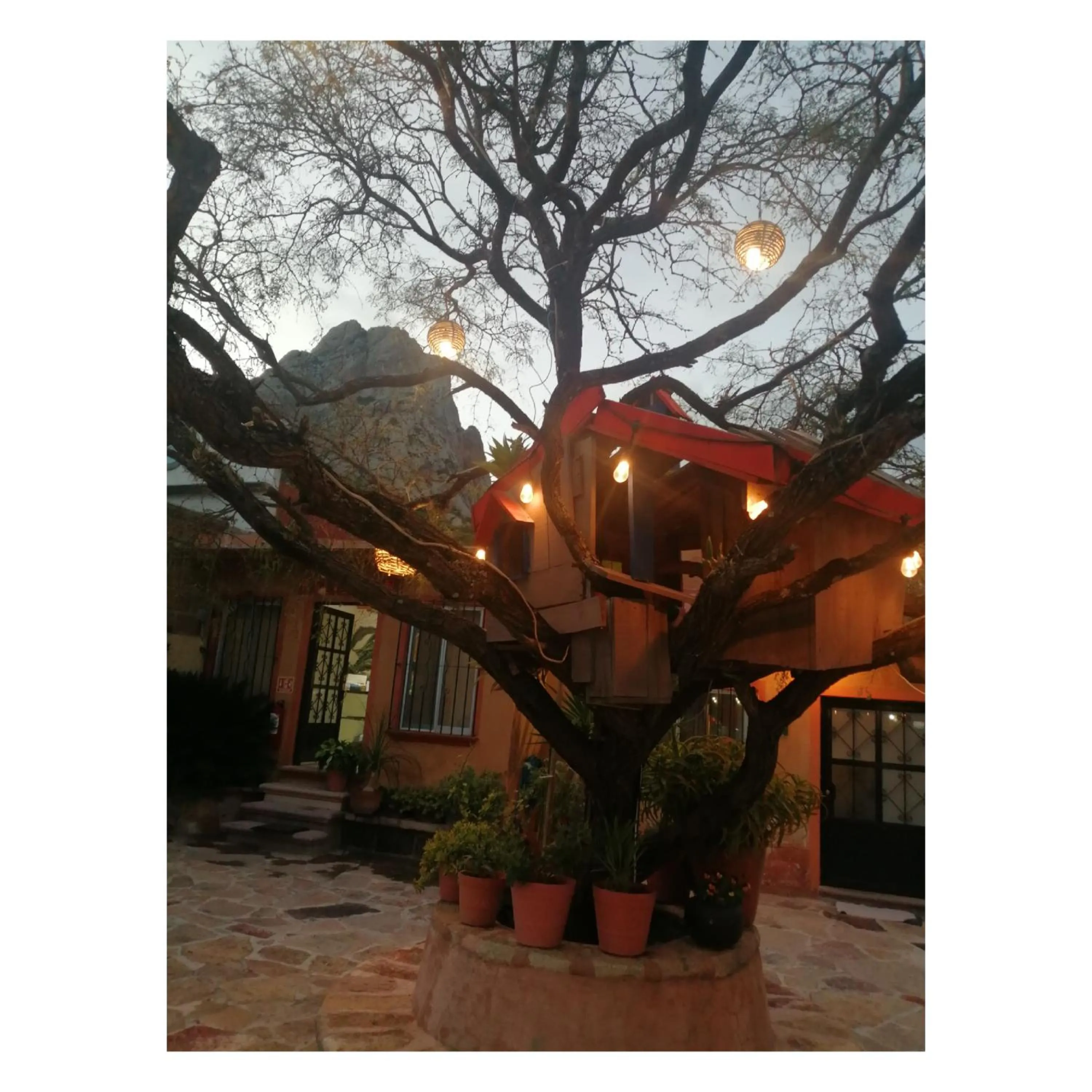 Hotel Casa del Arbol