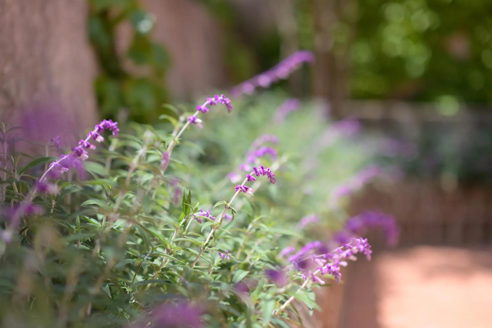 Garden in B&B Mediterraneo