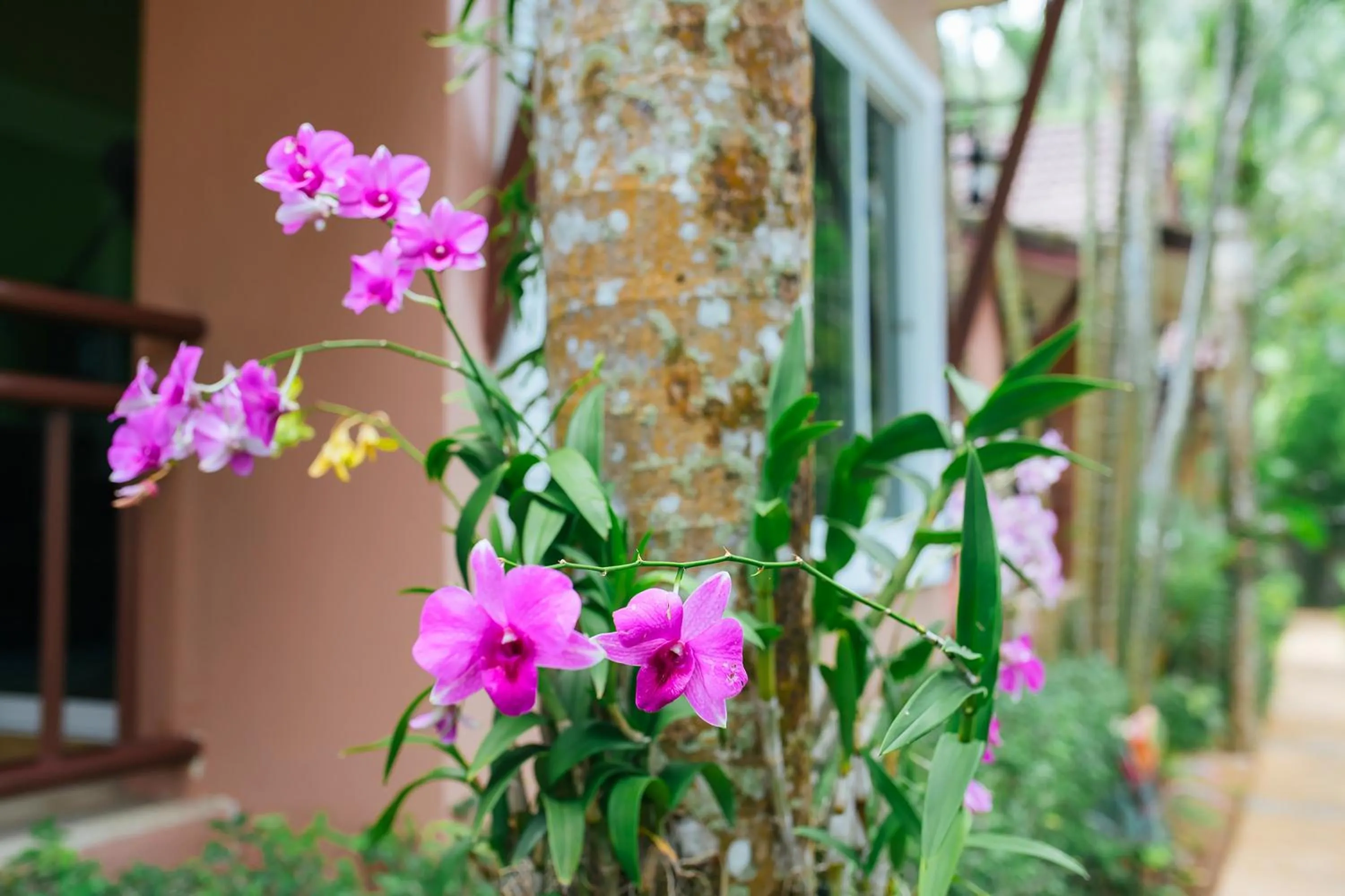 Area and facilities in Thai Modern Resort & Spa "Newly Renovated"