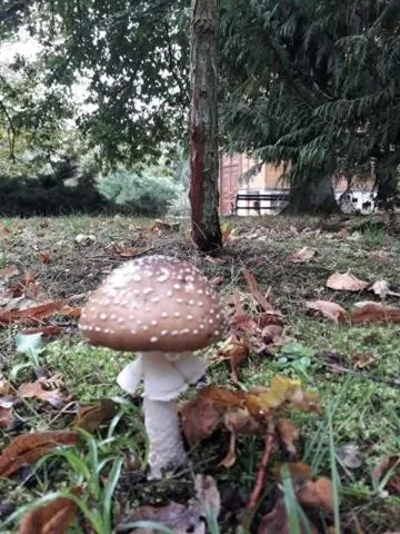 Pałac Myśliwski w Antoninie