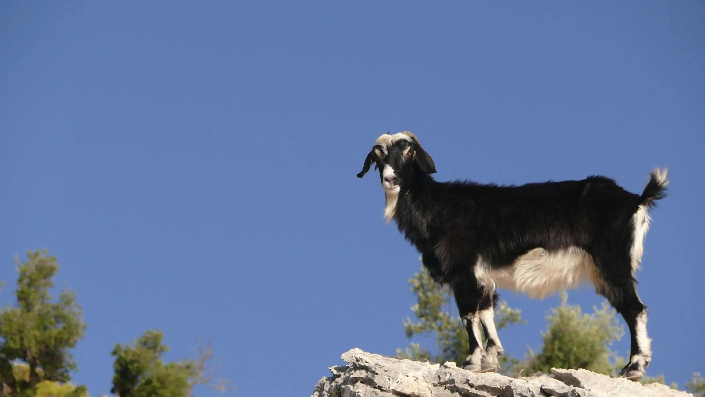 Animals in Kabak Avalon Bungalows