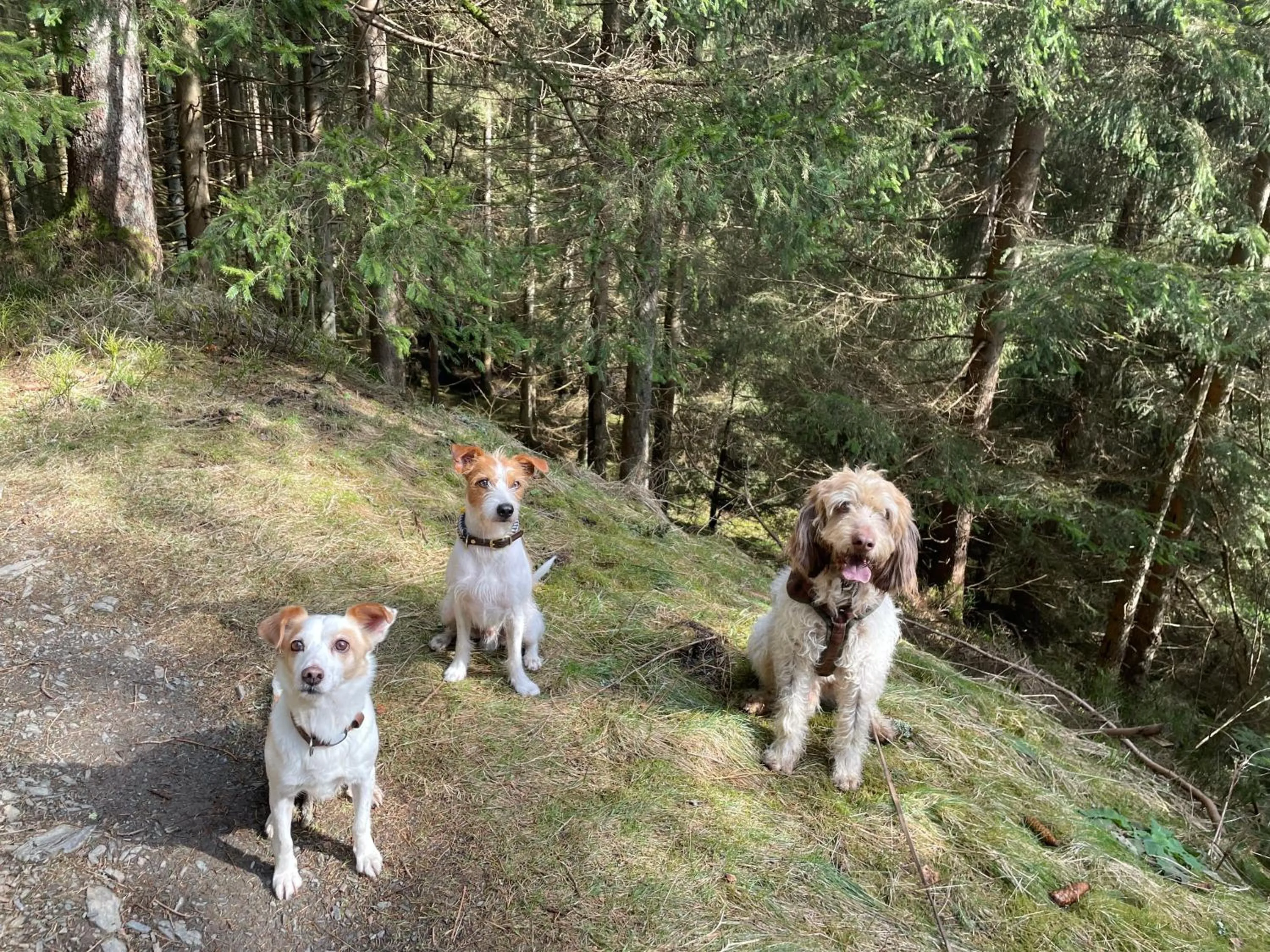 Natural landscape in Berghotel HARZ