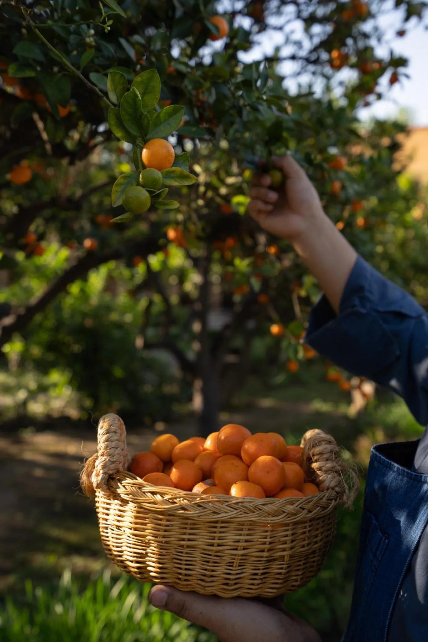 Spring in Mision del Sol Resort & Spa Adults Only