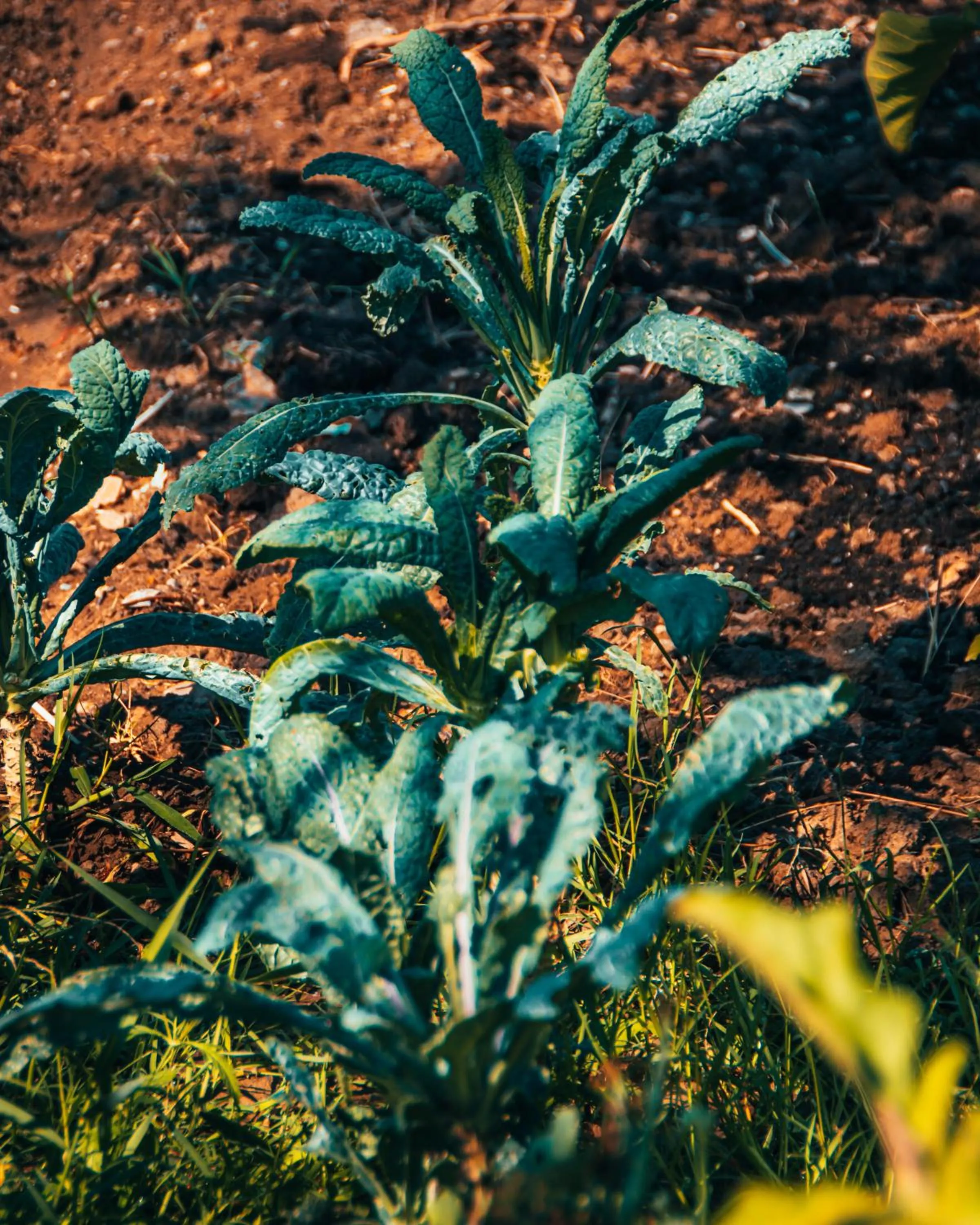Garden in Rambuje Resort