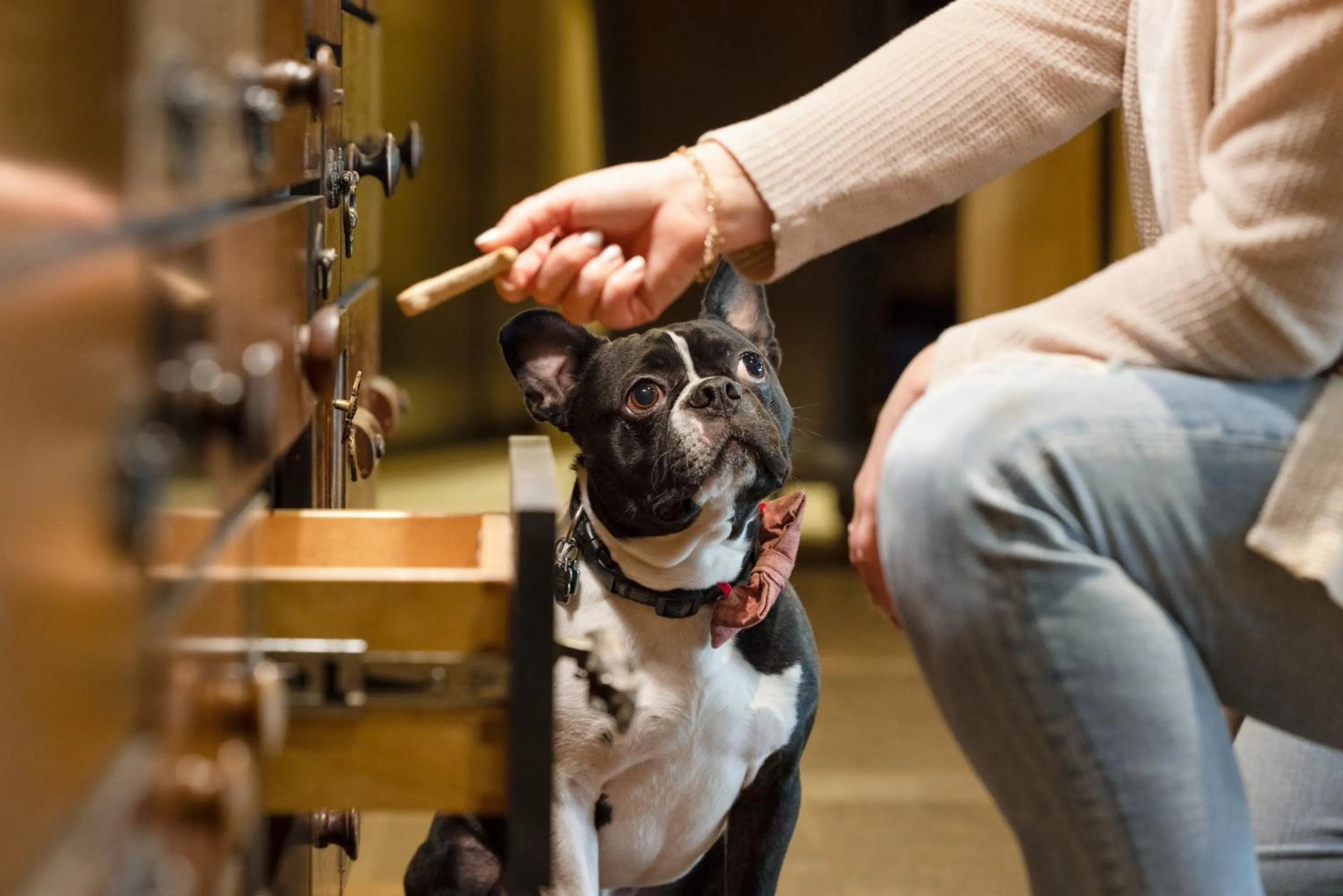 Pets in Hotel Lincoln