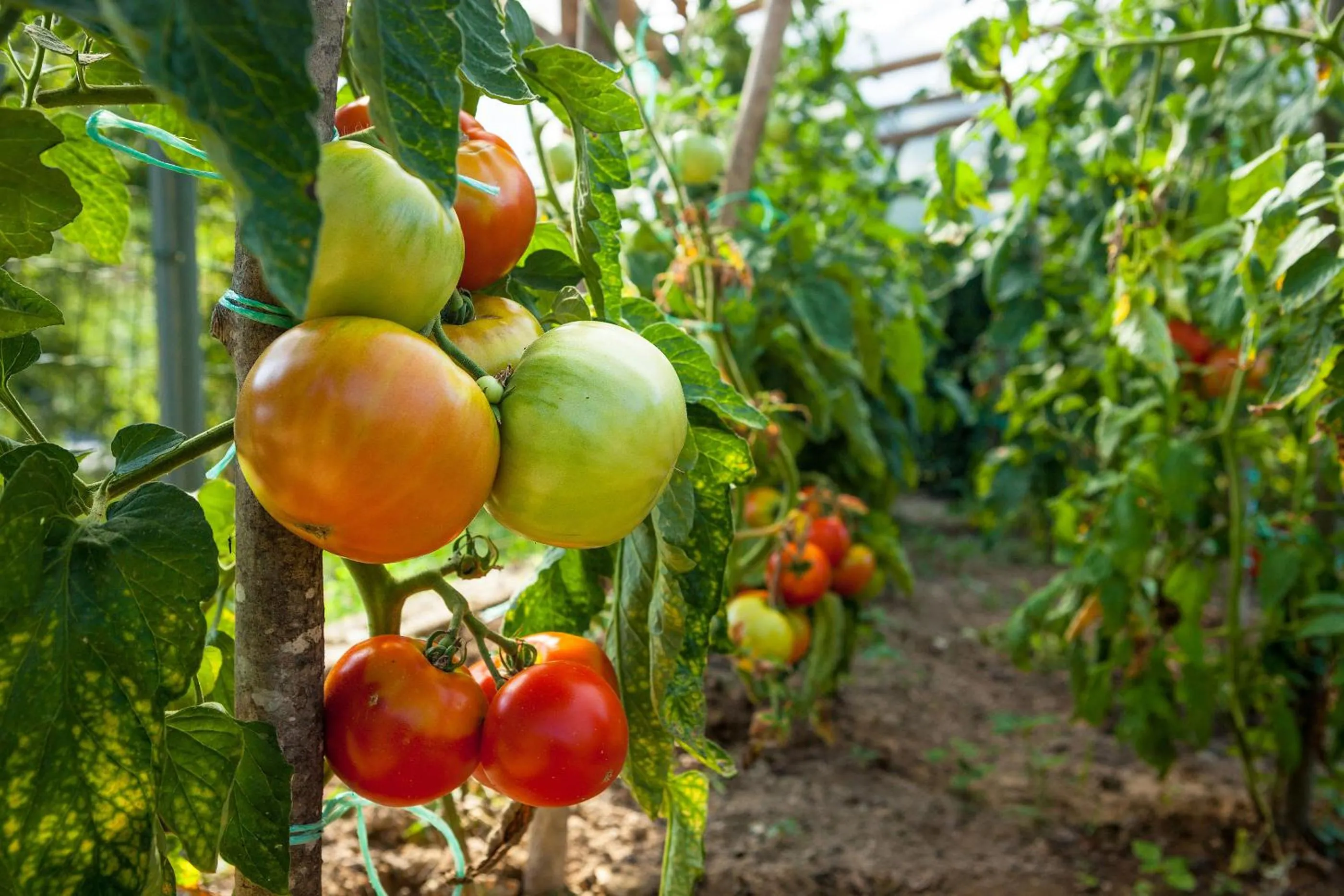 Garden in Tourist Farm Zelinc