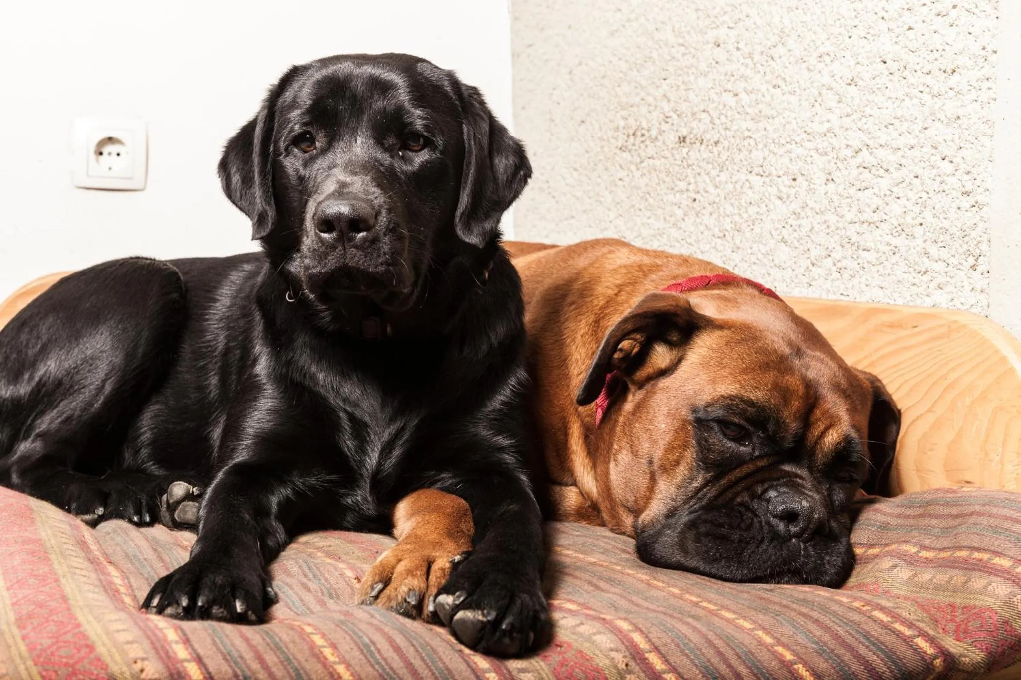 Pets in Tourist Farm Zelinc