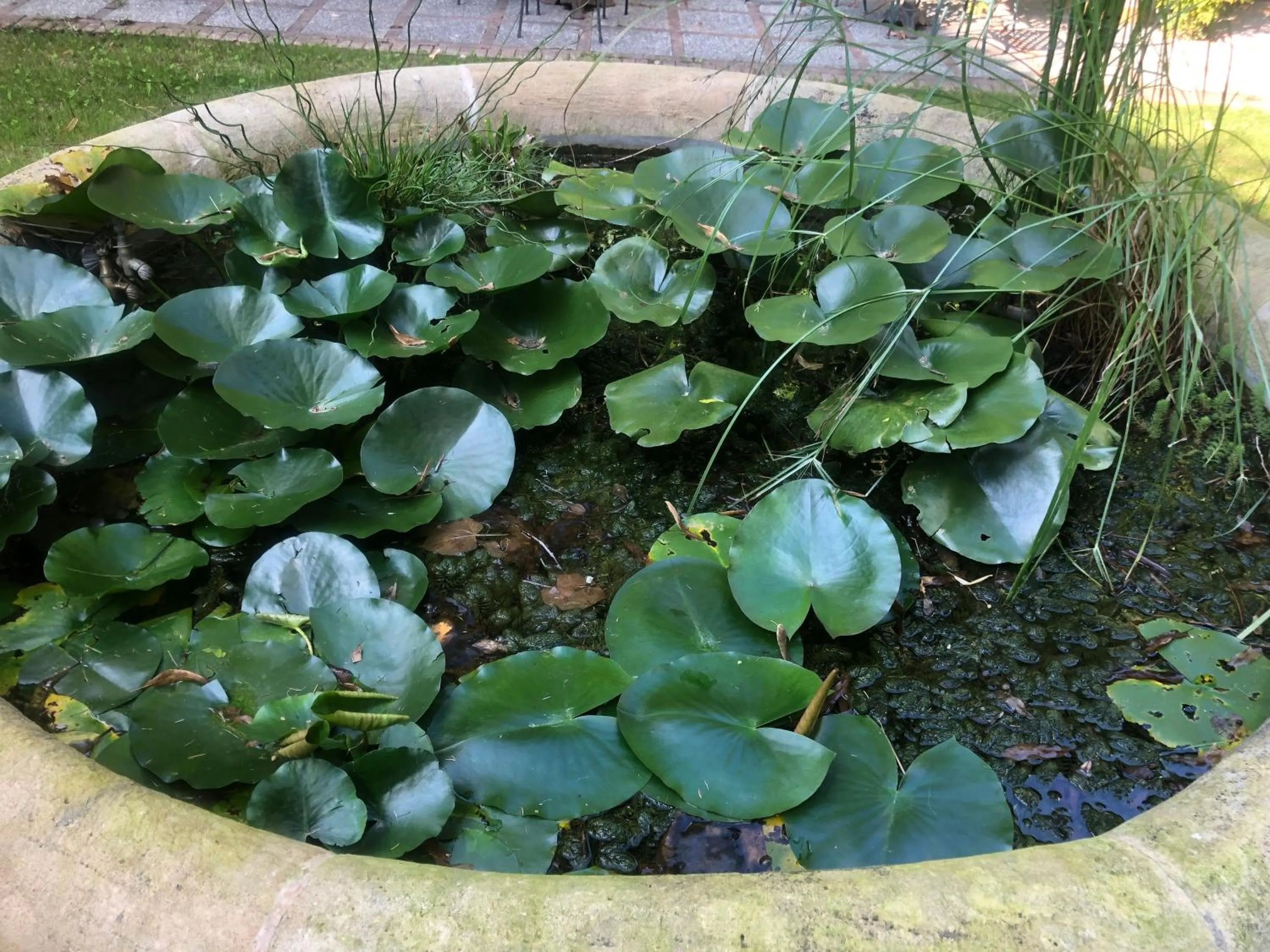 Garden in Palazzo Sismonda