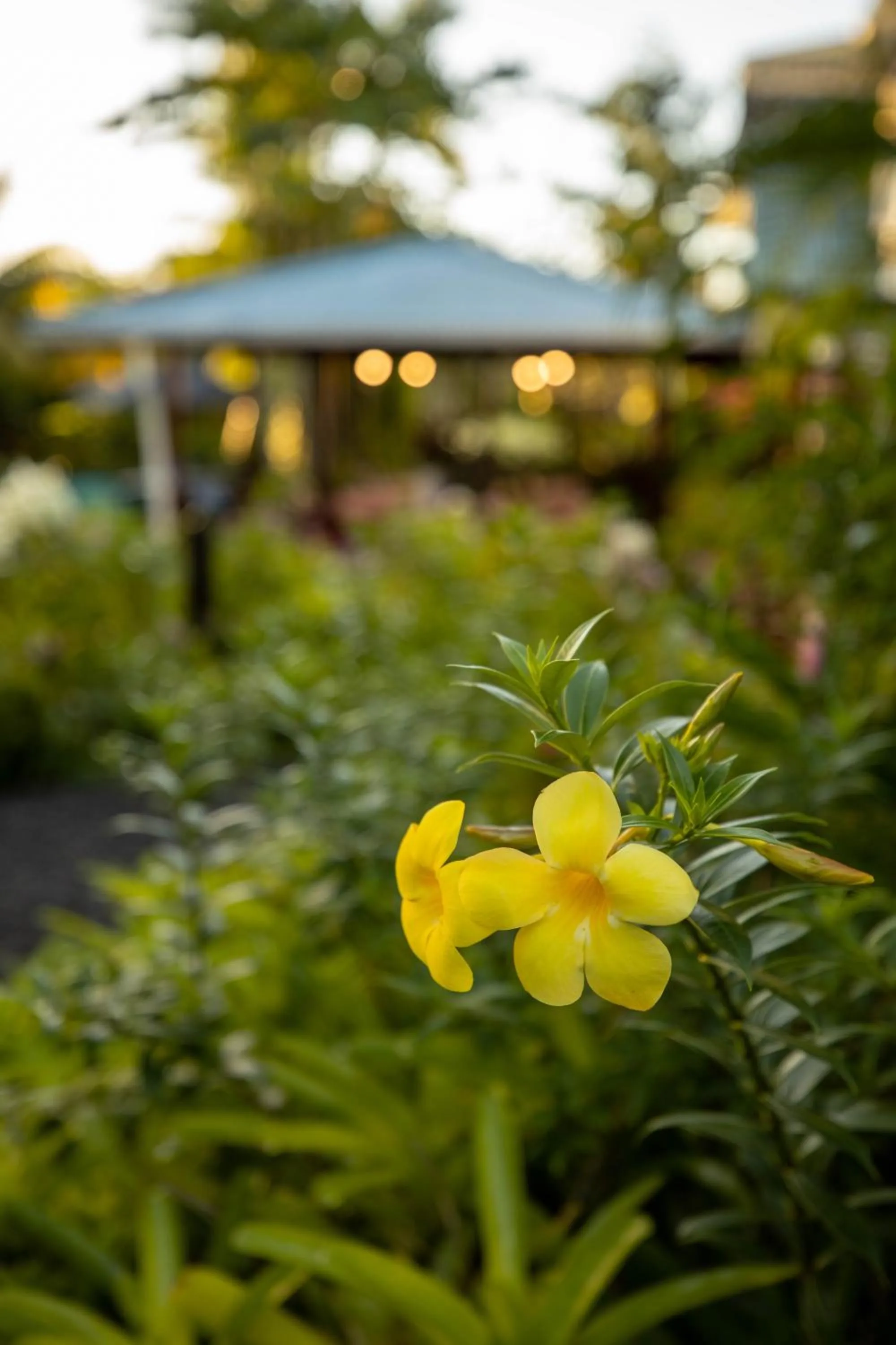 The Samoan Outrigger Hotel