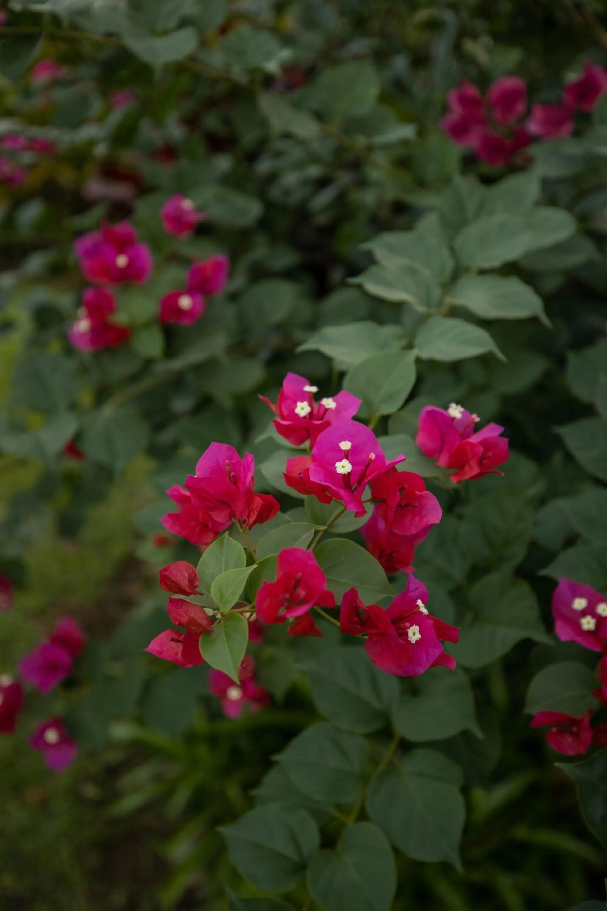 The Samoan Outrigger Hotel