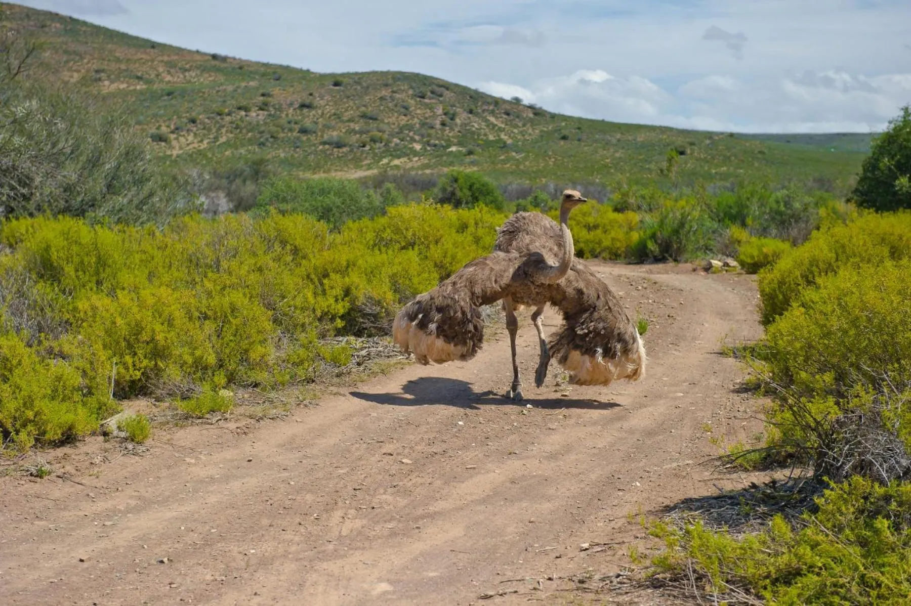 Natural landscape in African Game Lodge