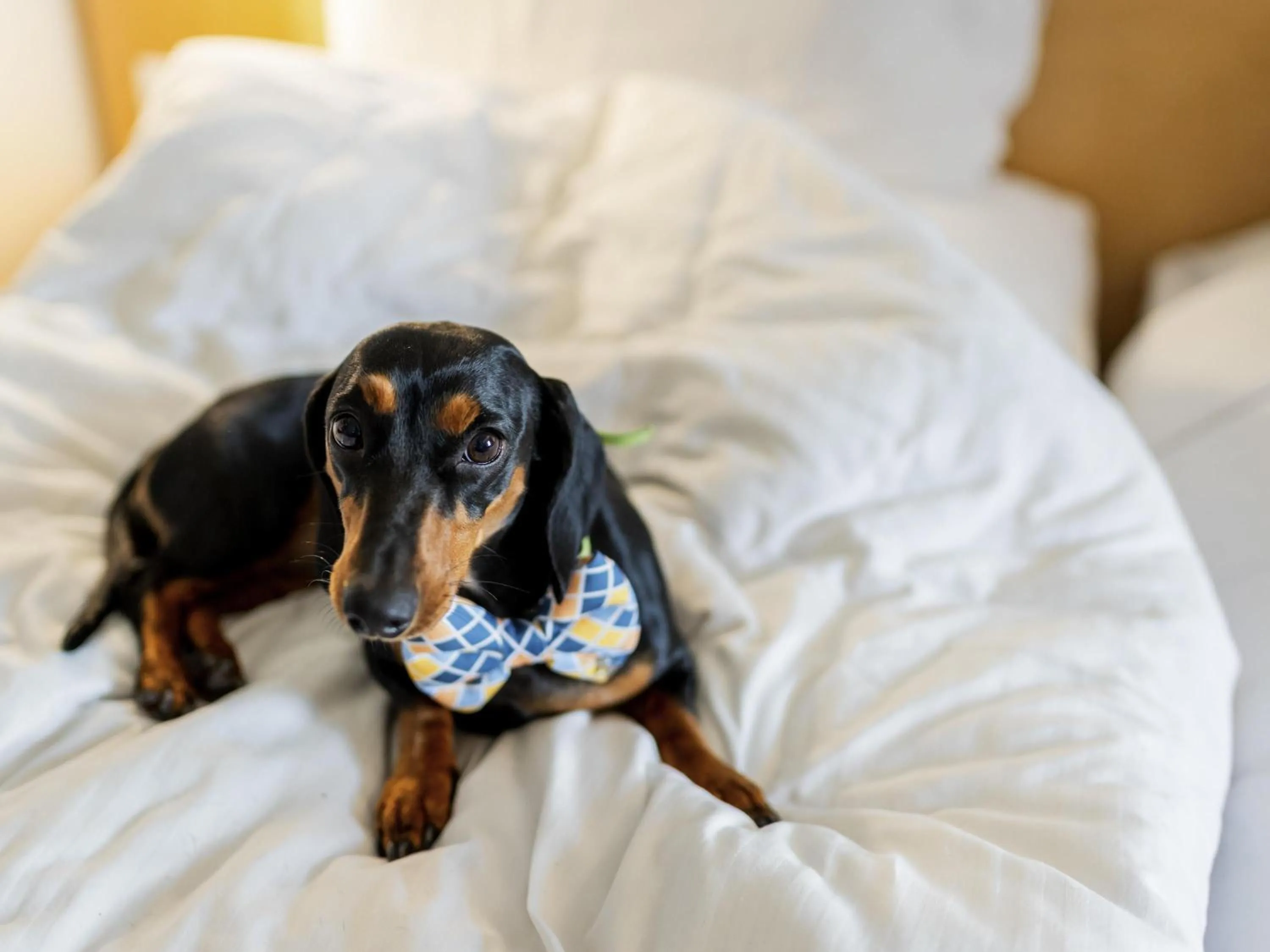 Bedroom, Bed in ibis Bengaluru Hosur Road - An Accor Brand