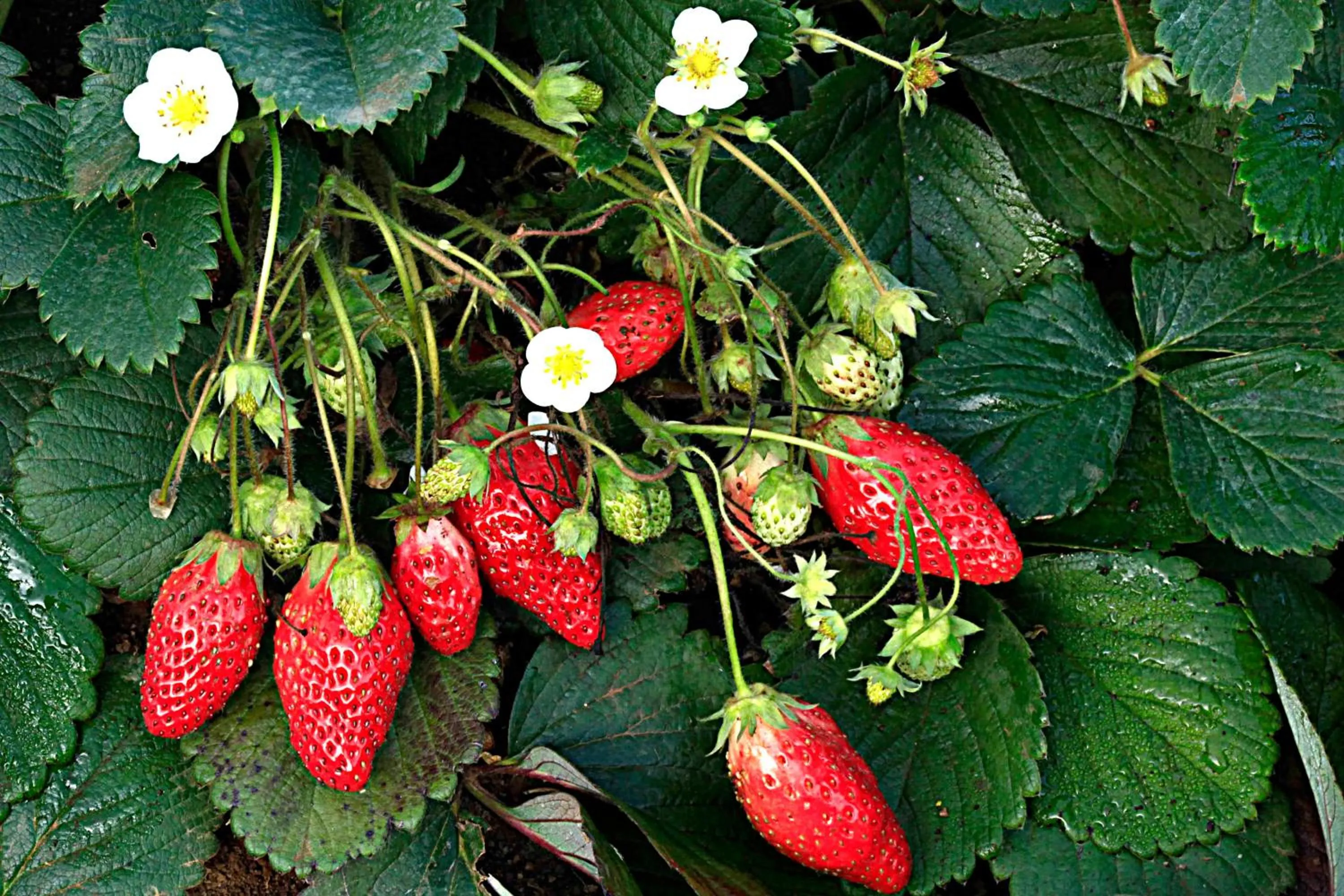 Garden view in Camelot Resort