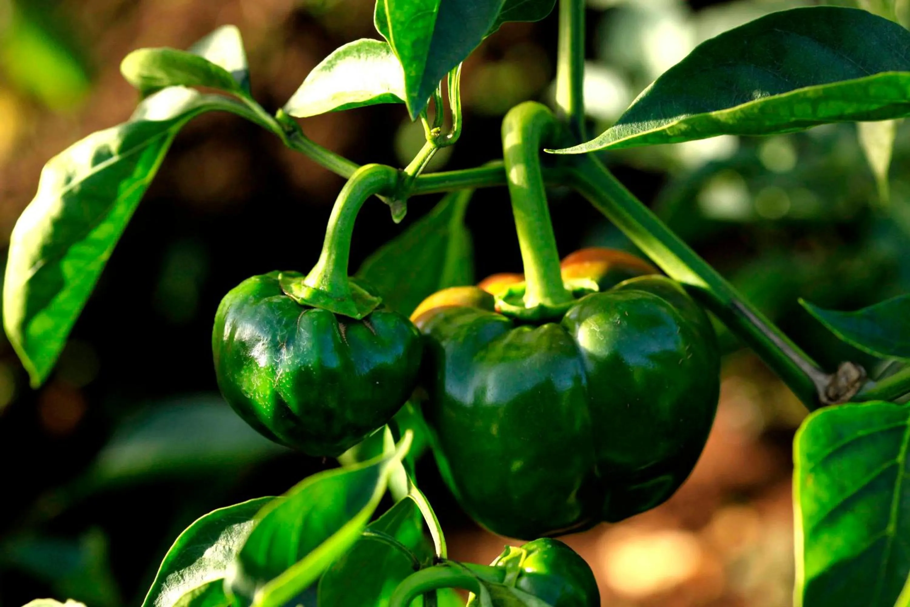 Food in Camelot Resort