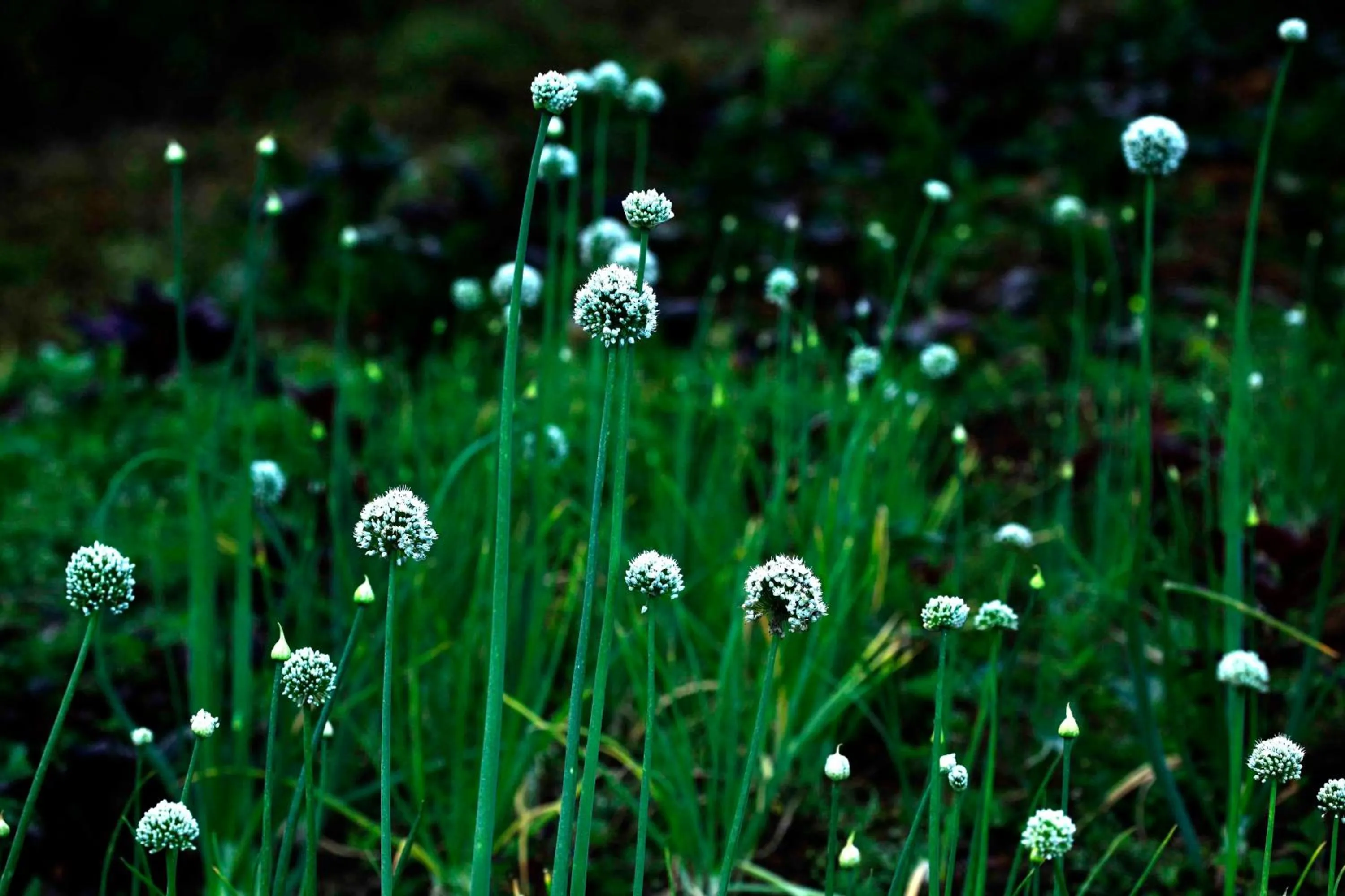 Natural landscape in Camelot Resort