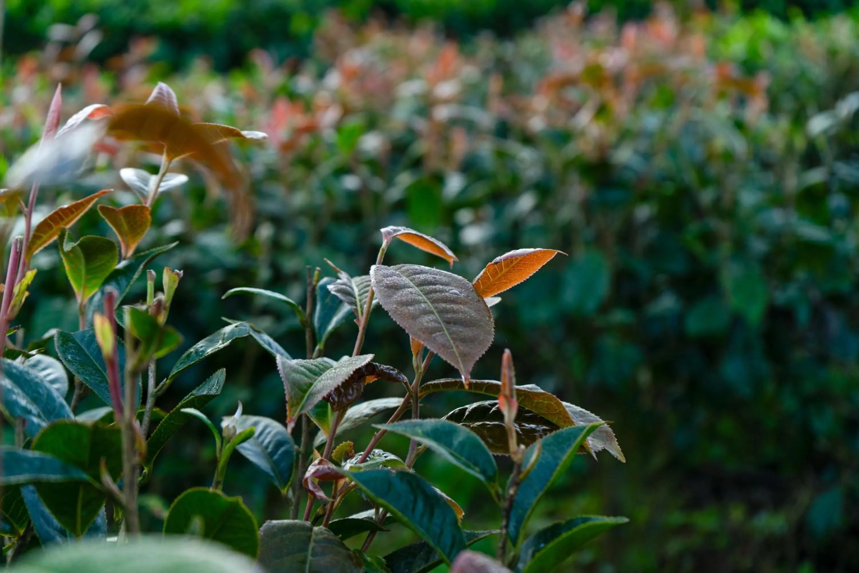 Garden view in Camelot Resort