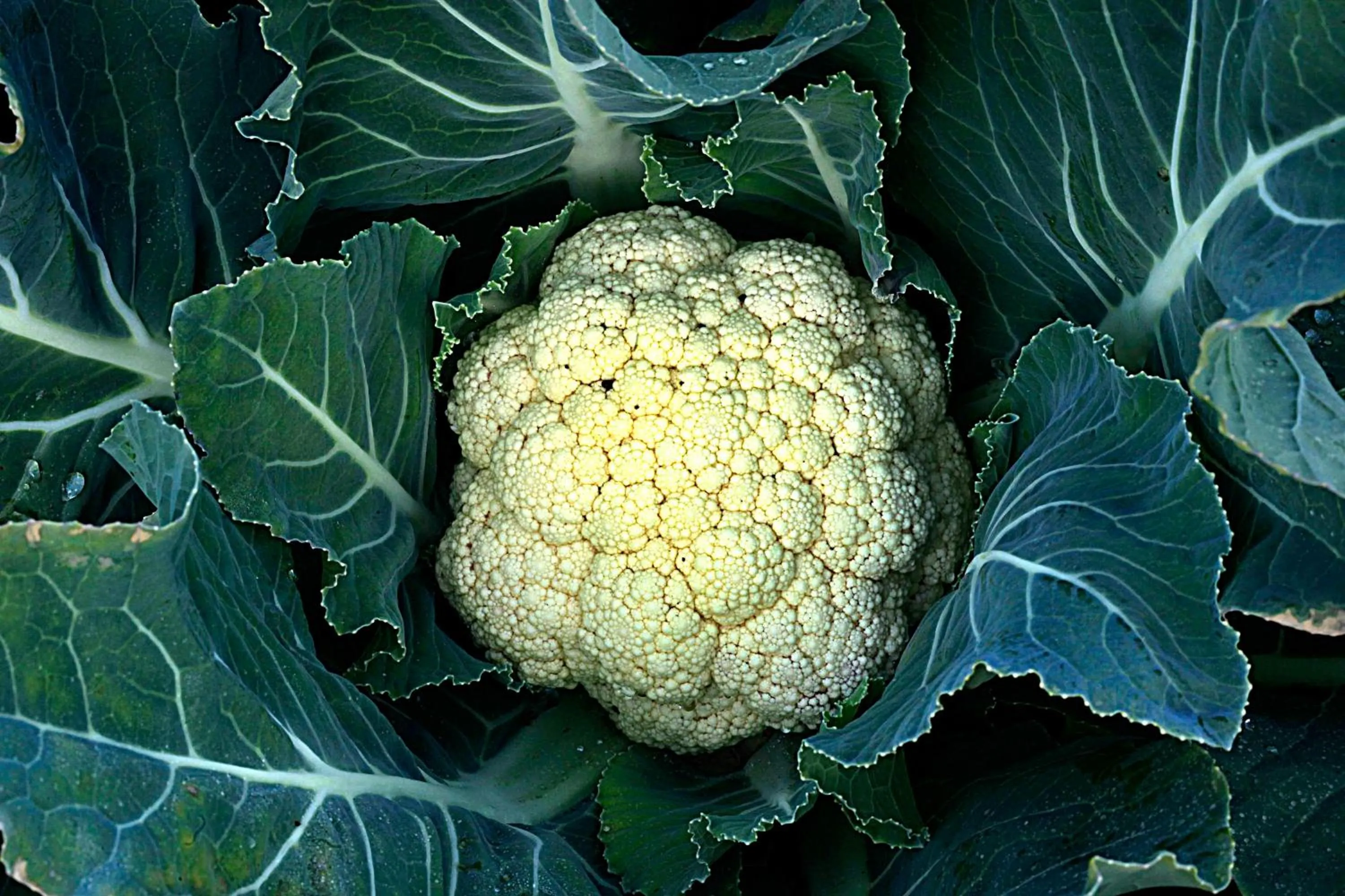 Food in Camelot Resort