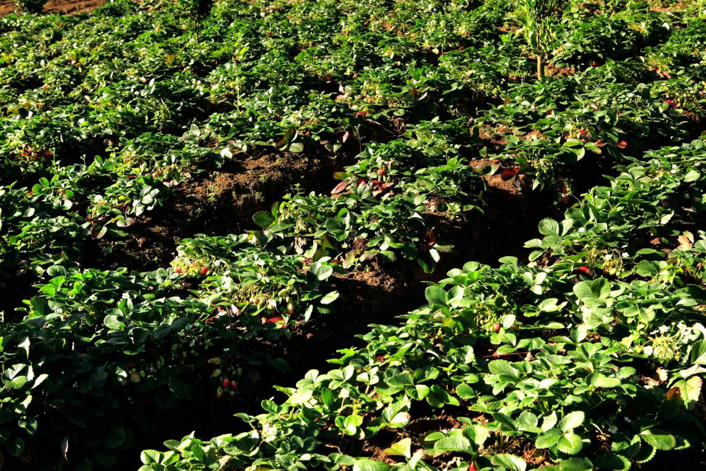 Natural landscape in Camelot Resort