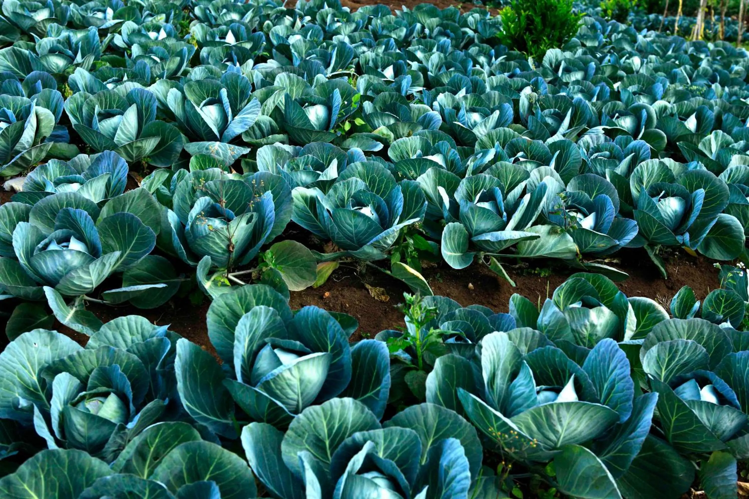 Garden in Camelot Resort