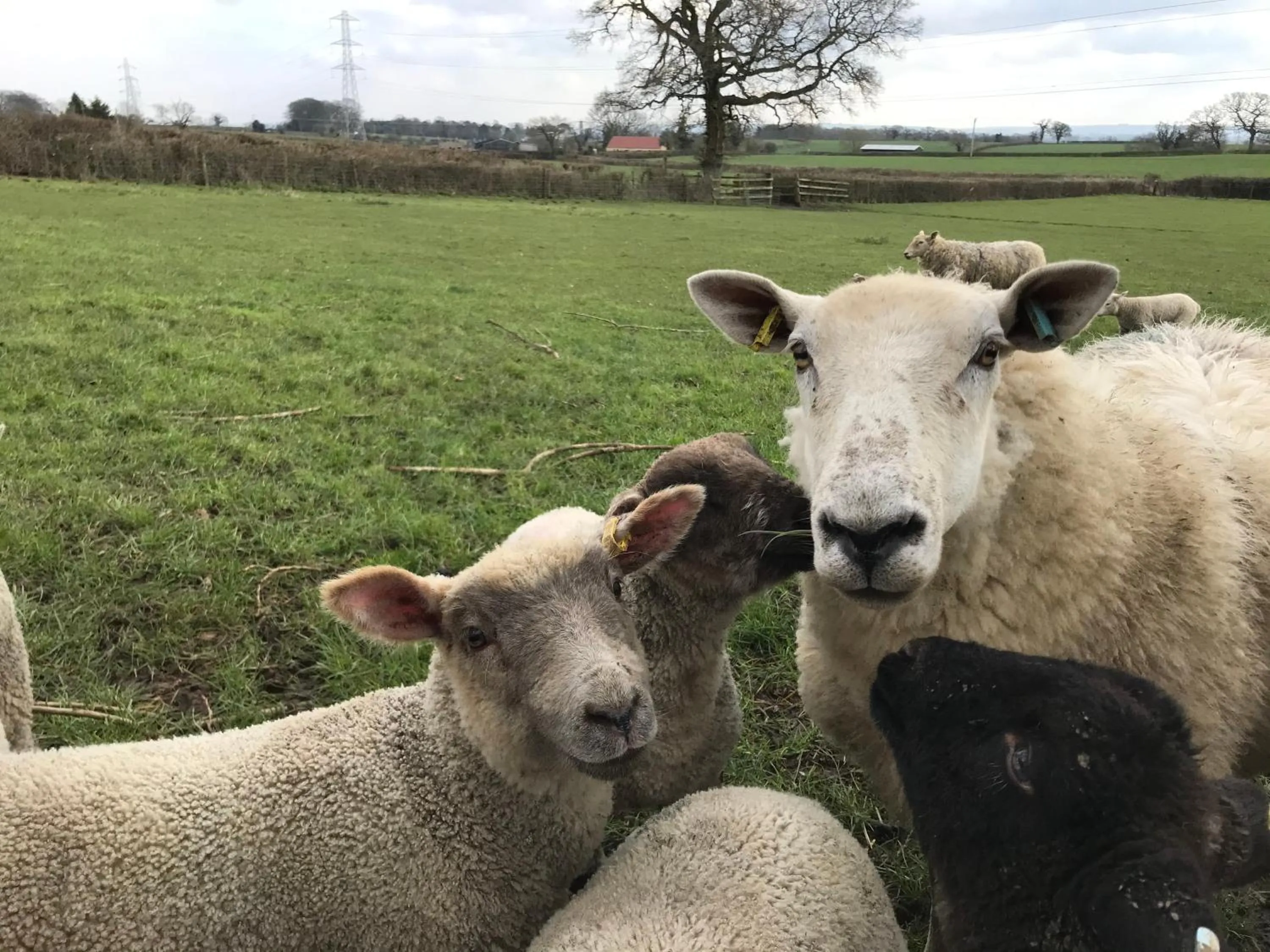 Animals in Norbin Farm