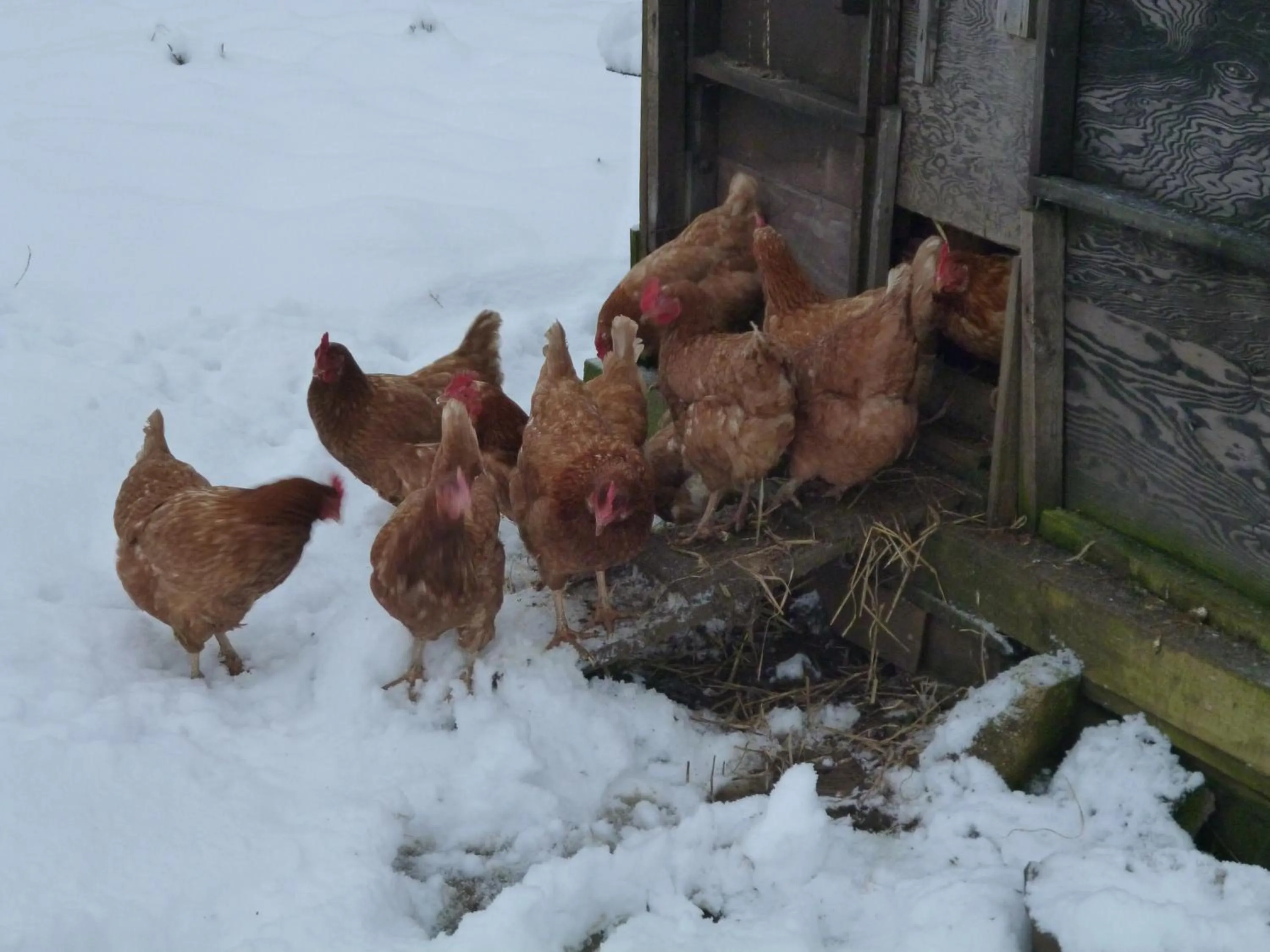 Garden in Norbin Farm