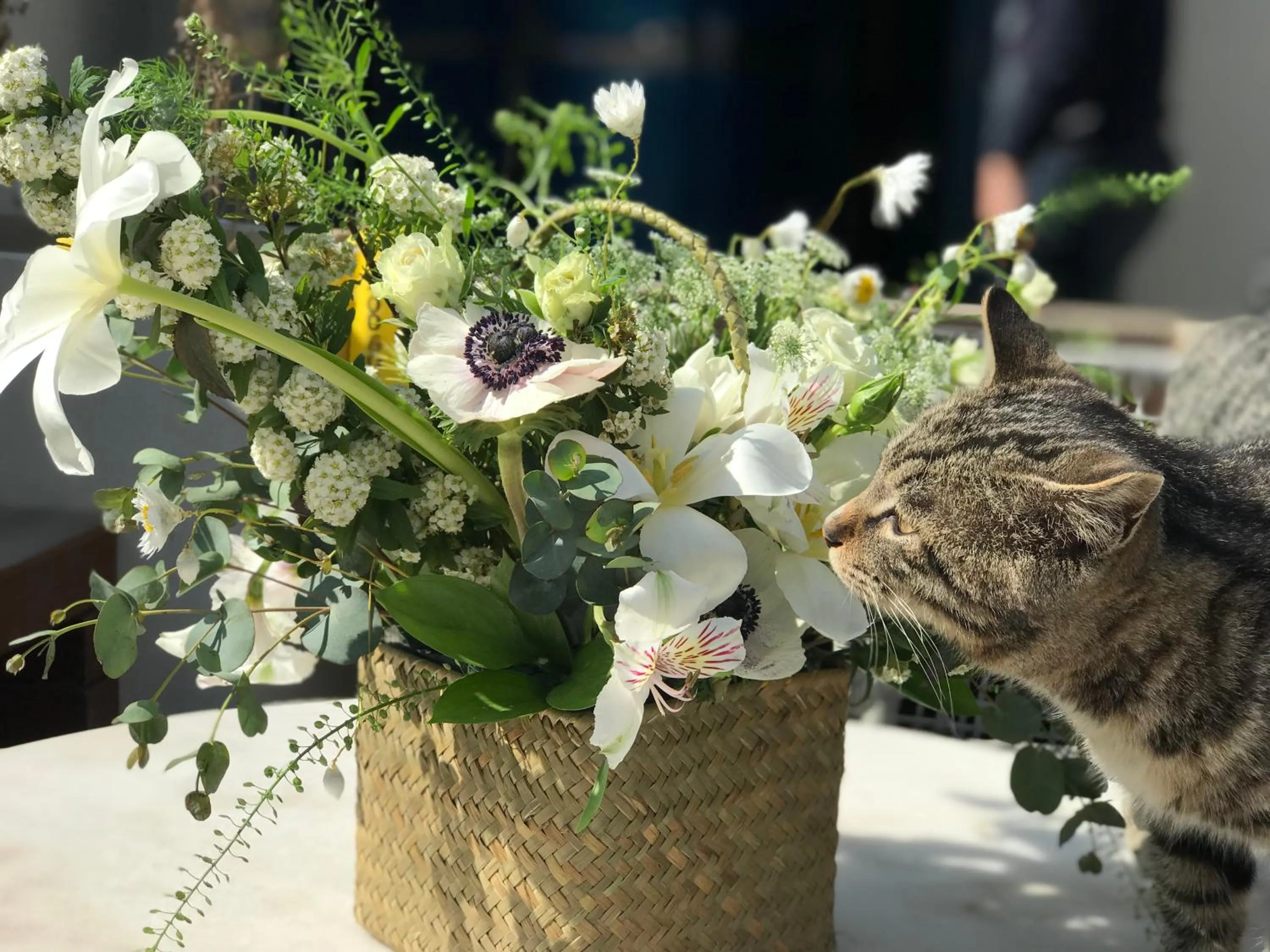 Animals in Vangen Hotel