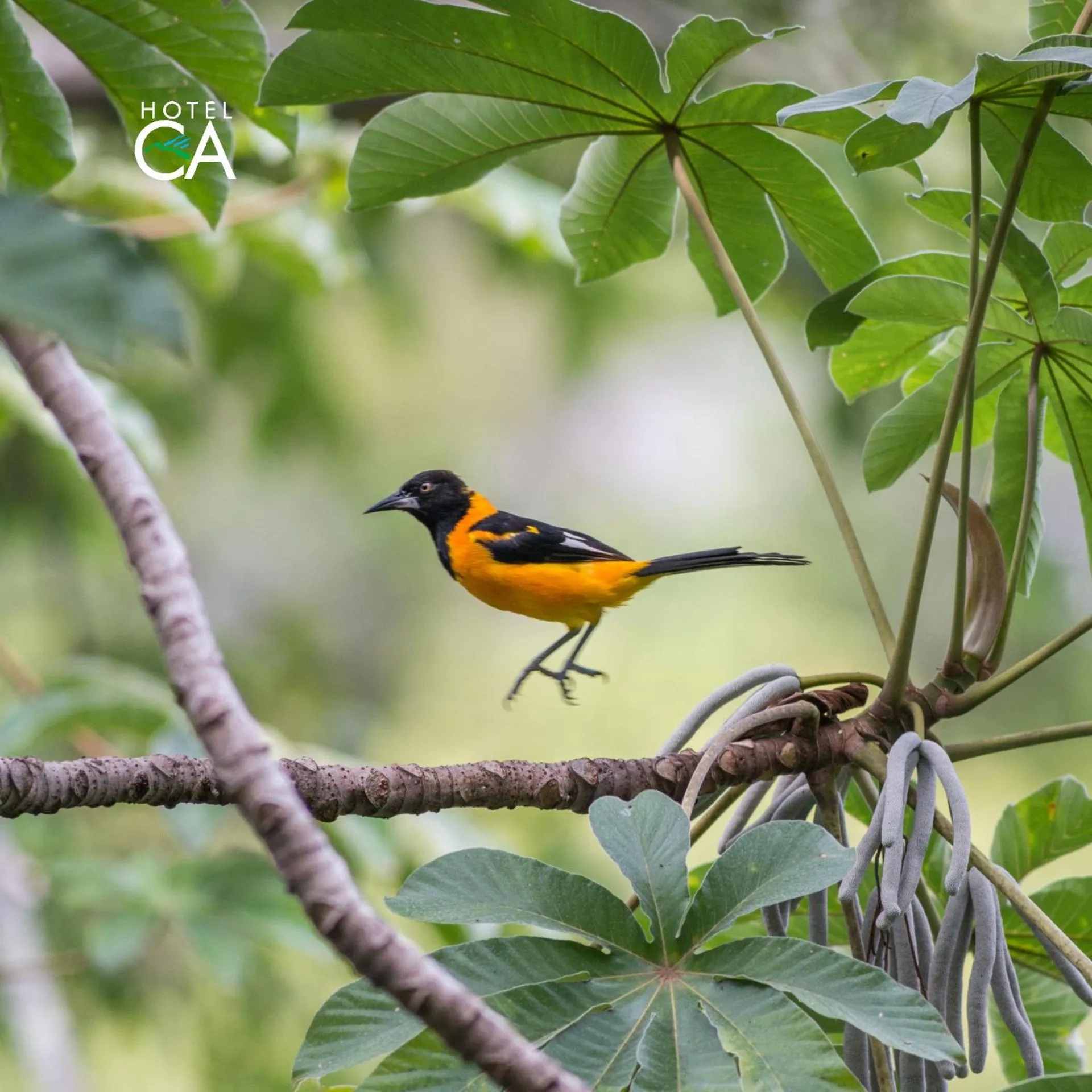 Garden in Hotel Canto das Águas - Roteiro de Charme