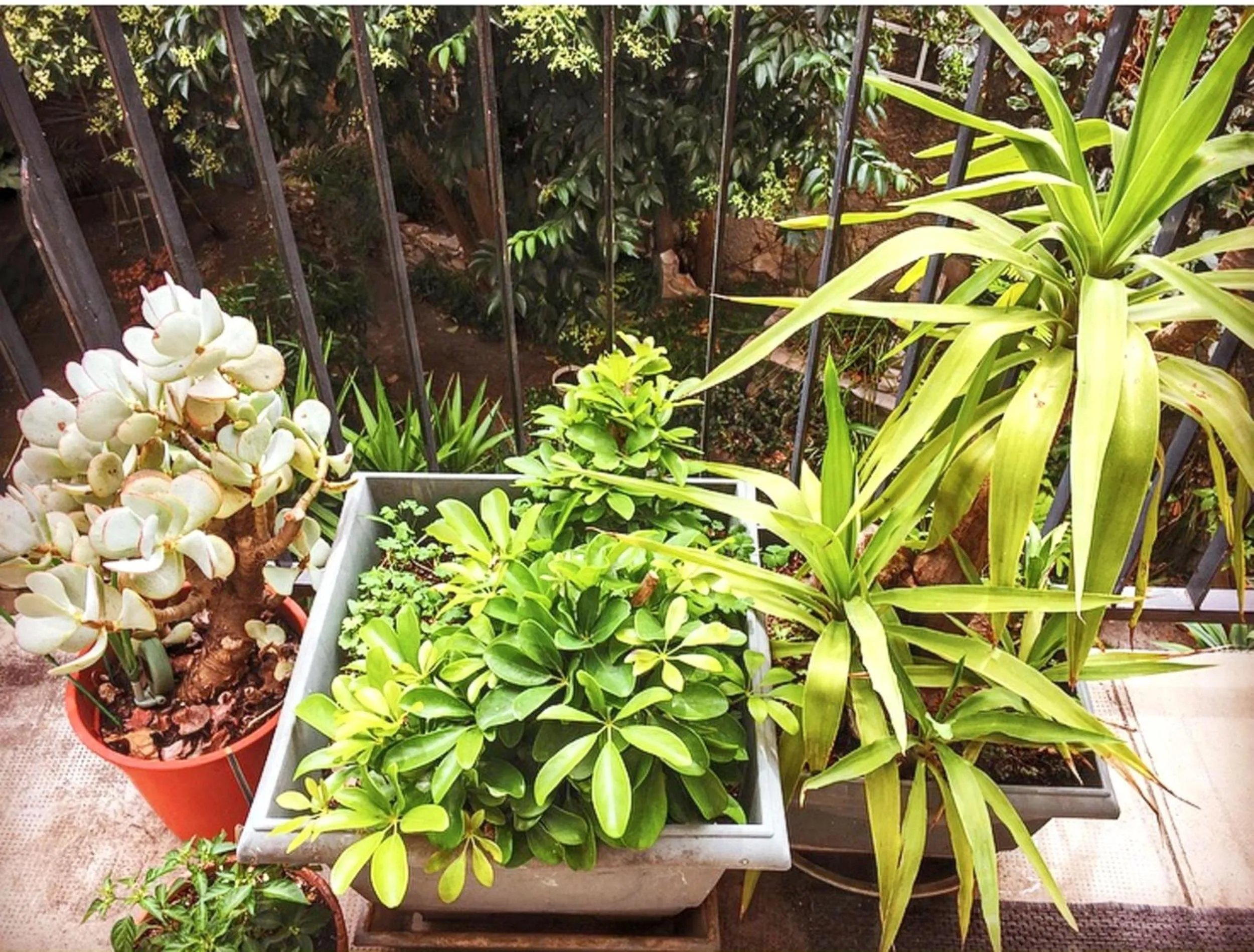 Balcony/Terrace in Appartement spacieux à Montpellier avec jardin, 78 m²