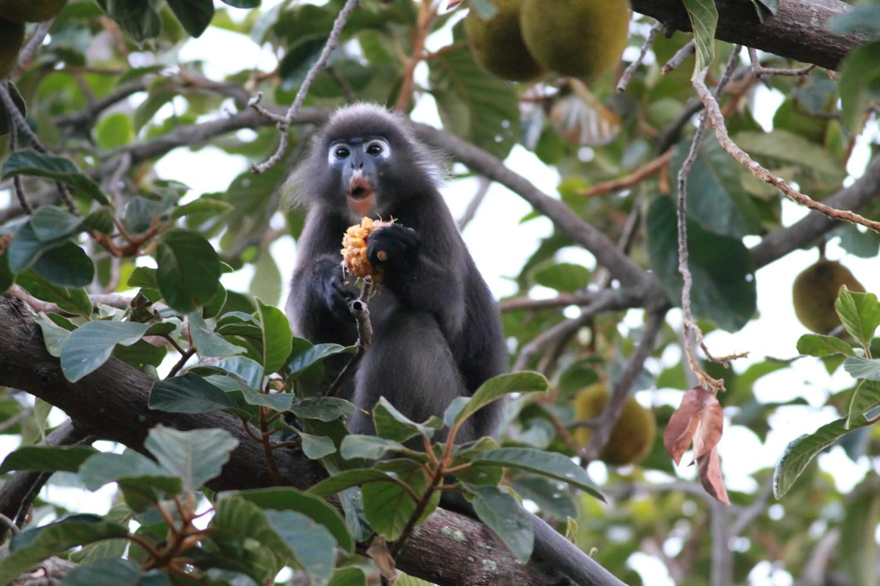 Natural landscape in Ambong Rainforest Retreat