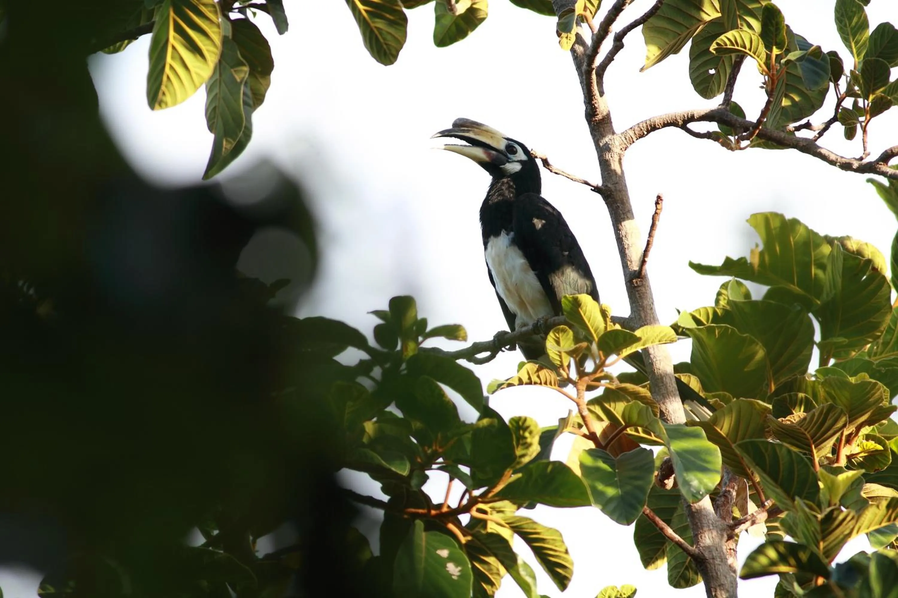 Natural landscape in Ambong Rainforest Retreat