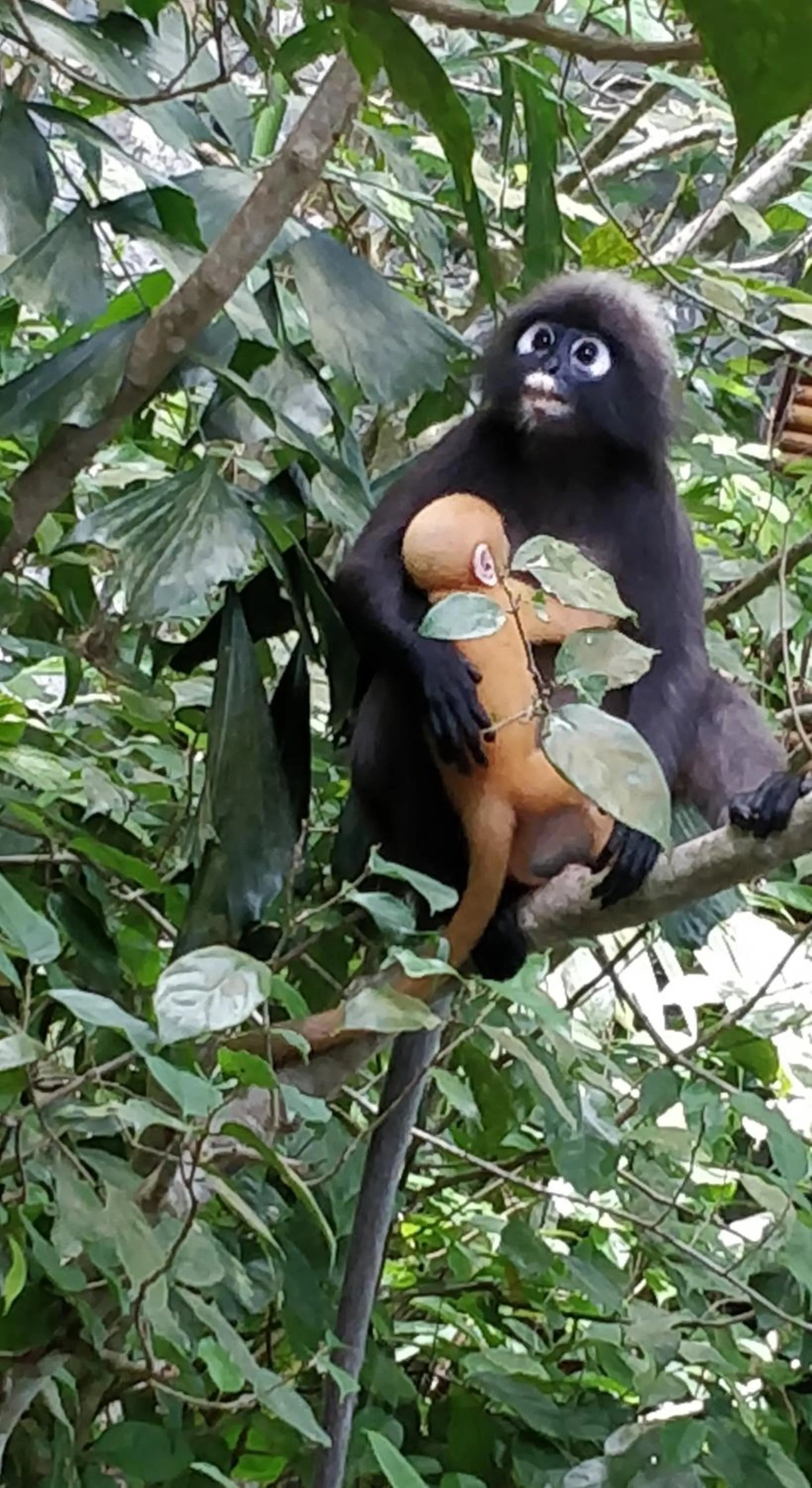 Natural landscape in Ambong Rainforest Retreat