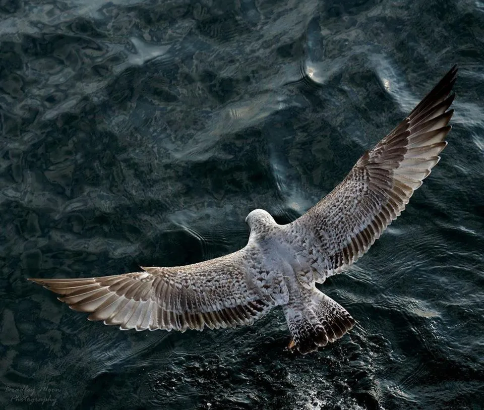 Beach in Kempfield House