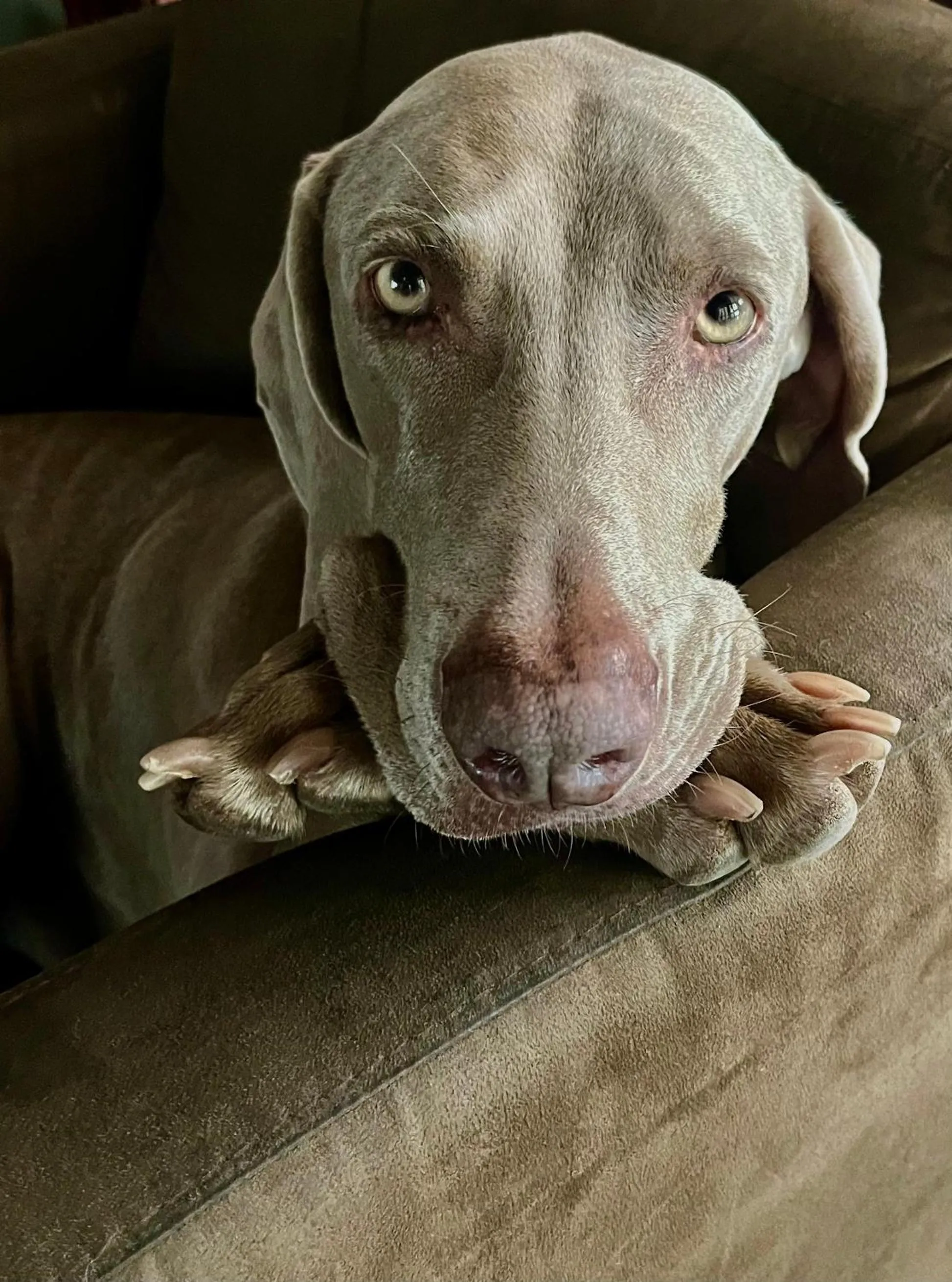 Pets in La Lechere Guest House