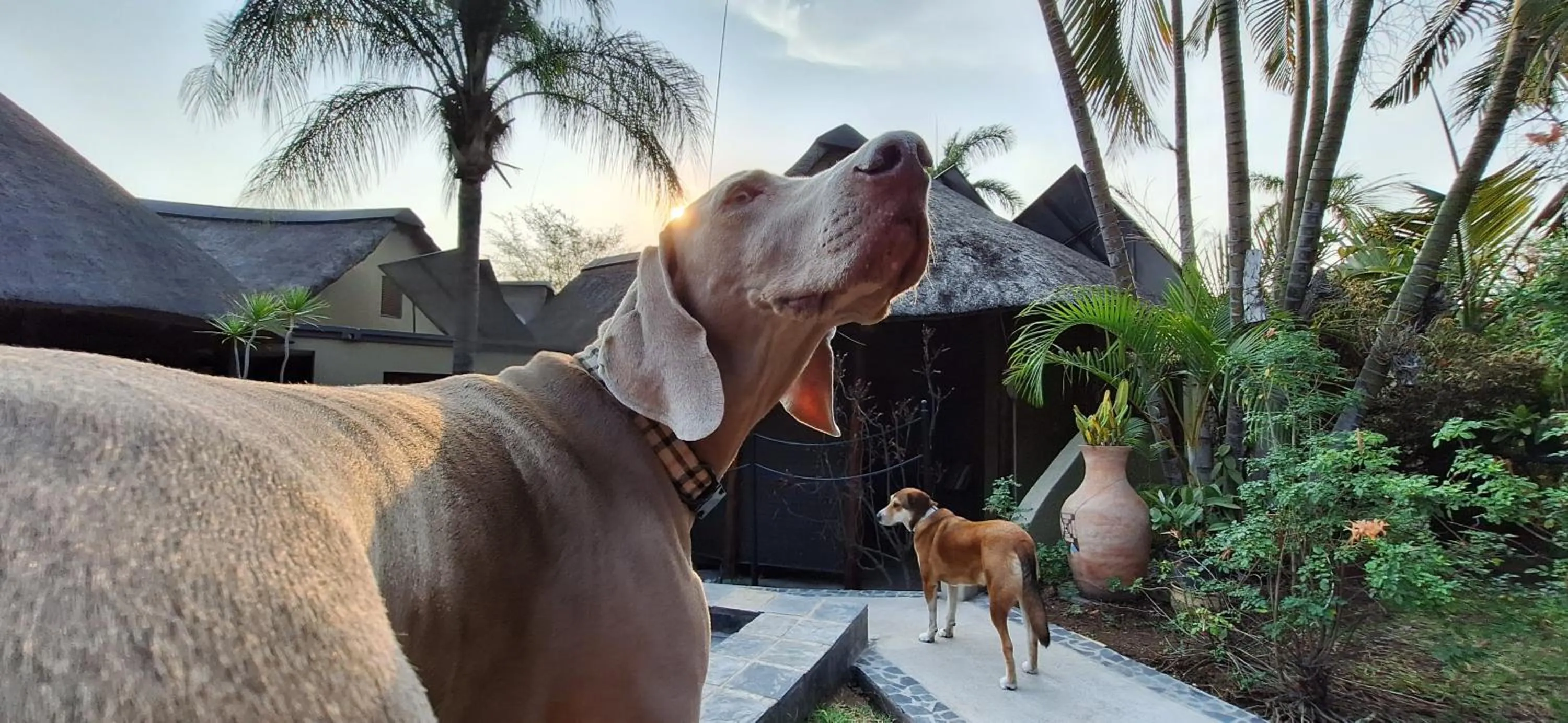 Pets in La Lechere Guest House