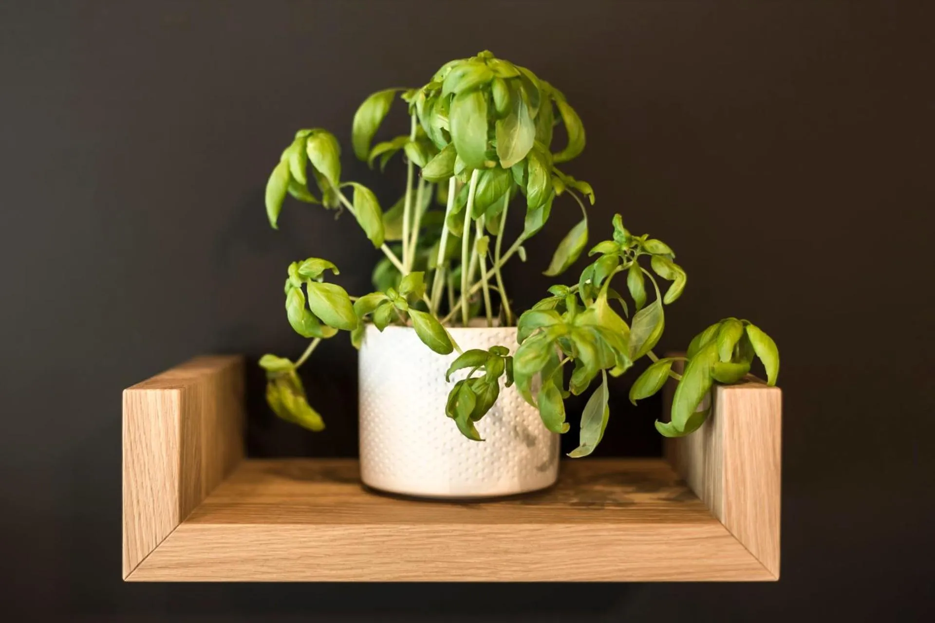 Coffee/tea facilities in Pra Palmer The Green B&B