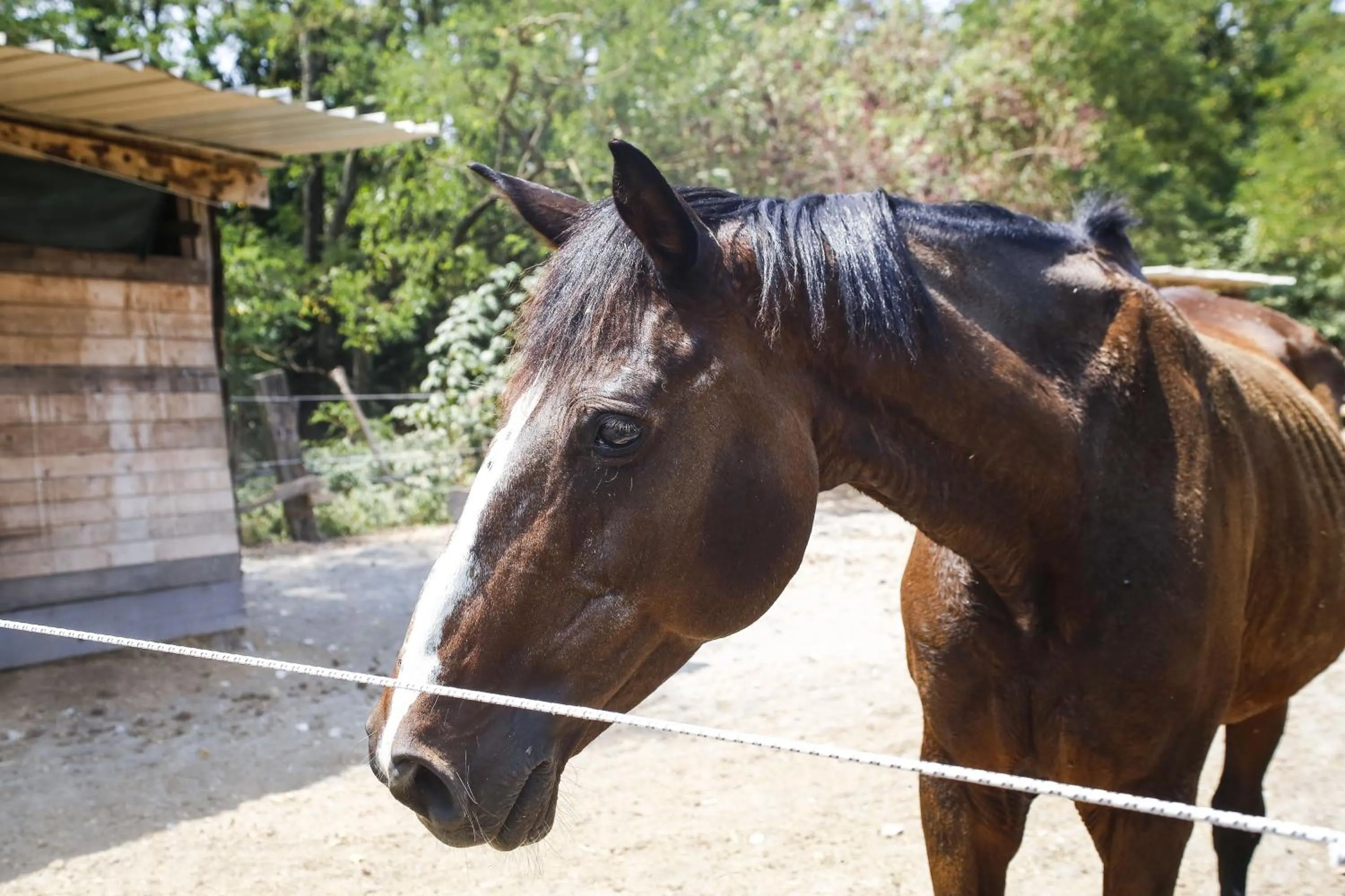 Day in Agriturismo Corte Benedetto
