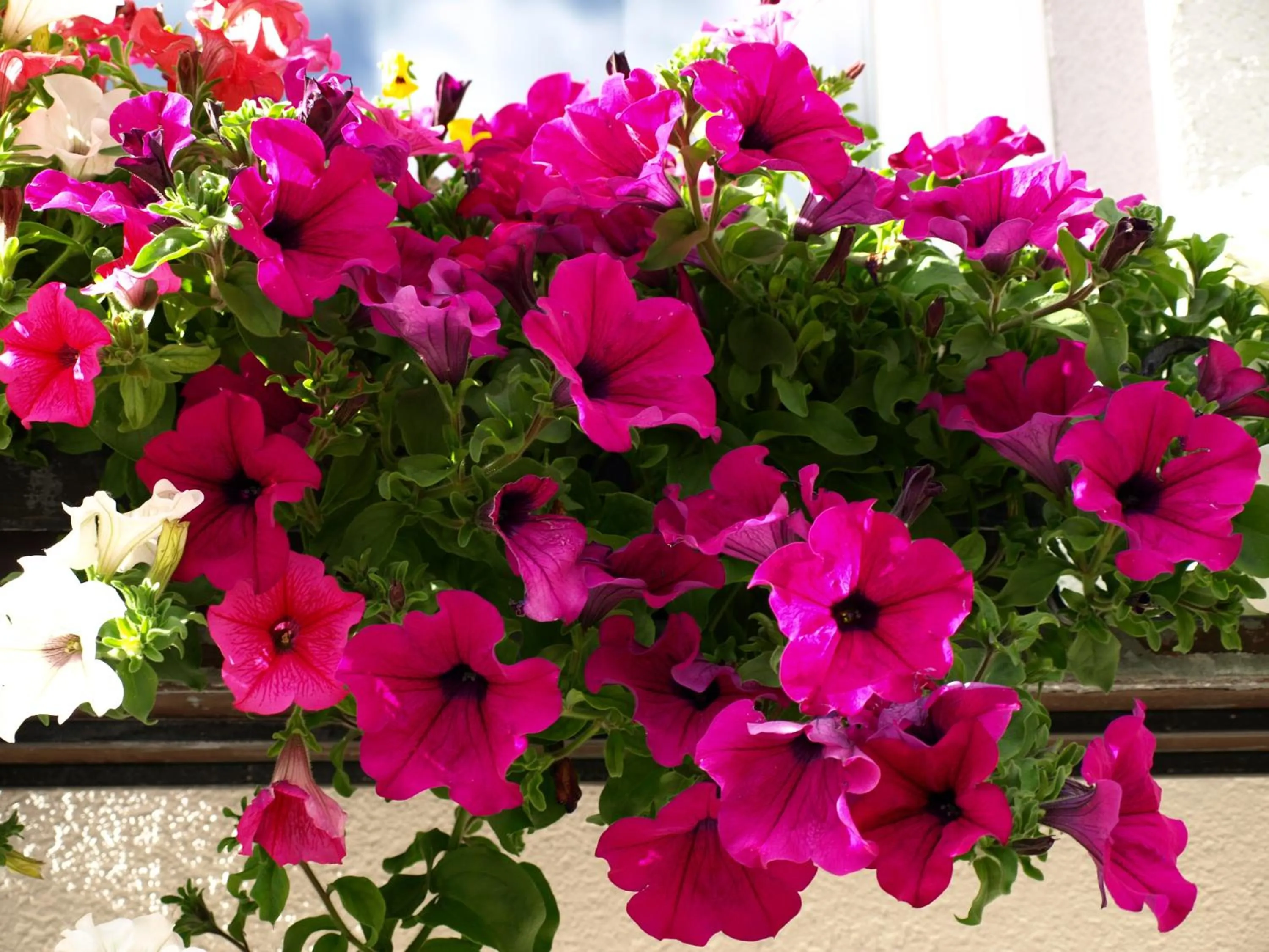 Garden in Garni Flurida