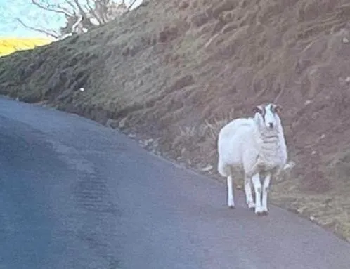 Animals in The Bridge Inn