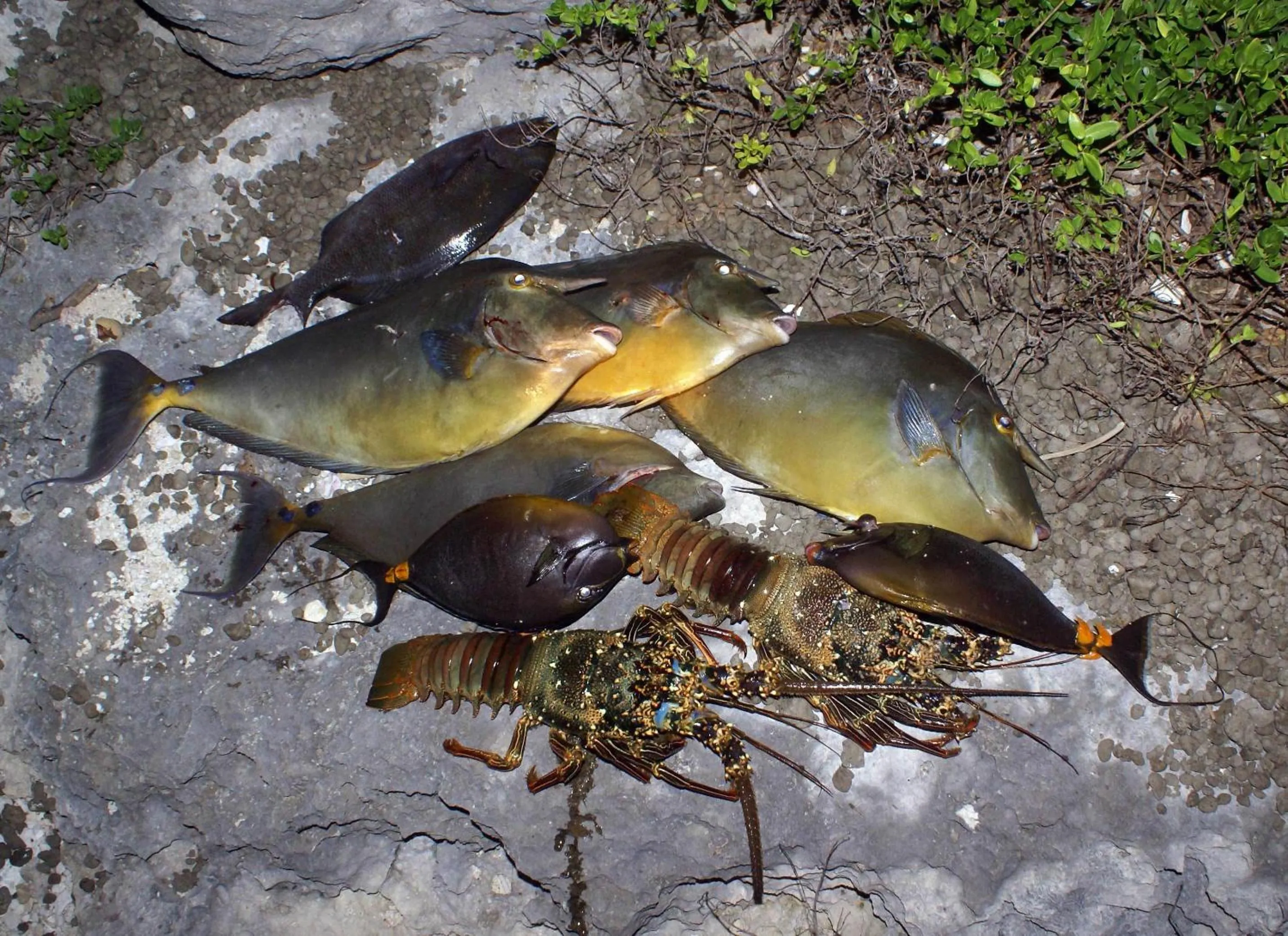 Animals in Bluepango Guest House