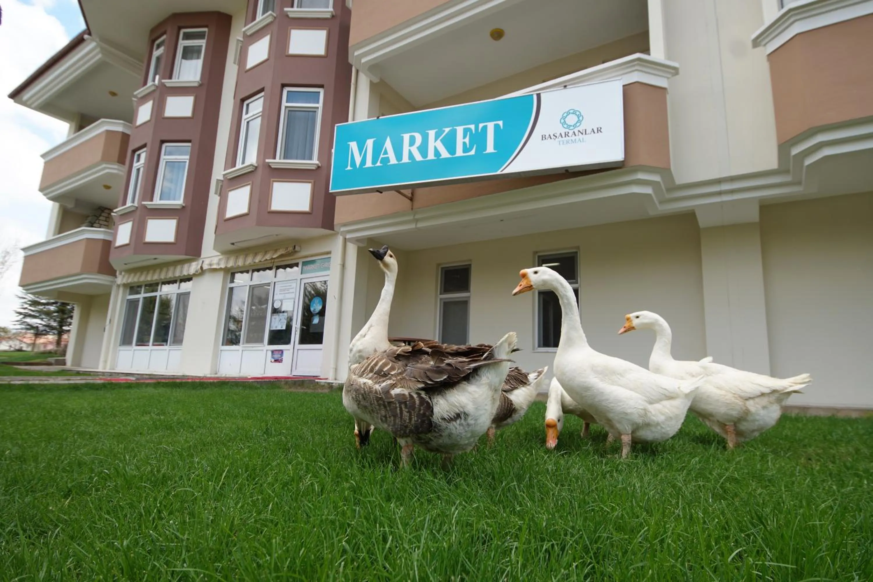 Animals in Basaranlar Thermal Otel