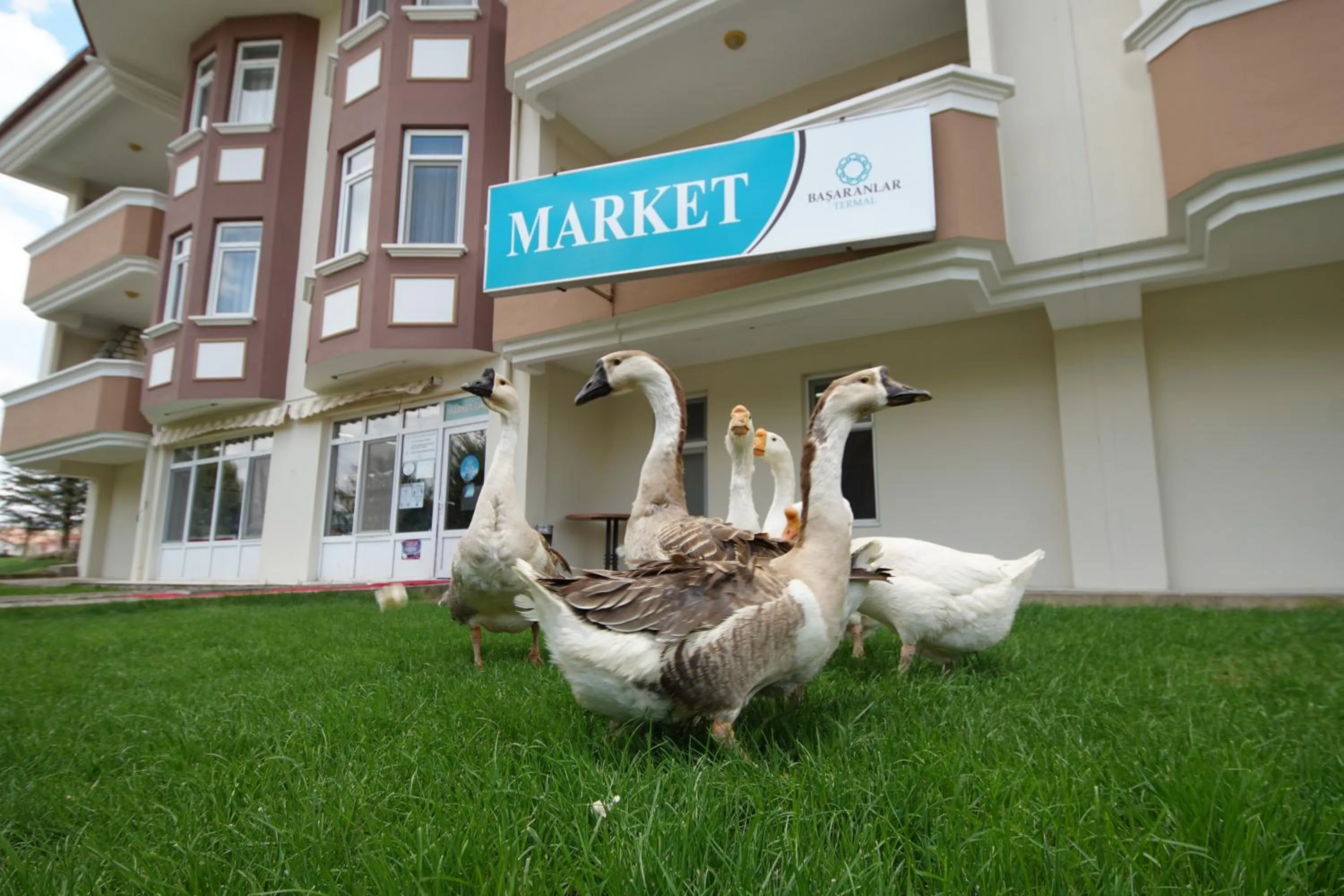 Pets in Basaranlar Thermal Otel