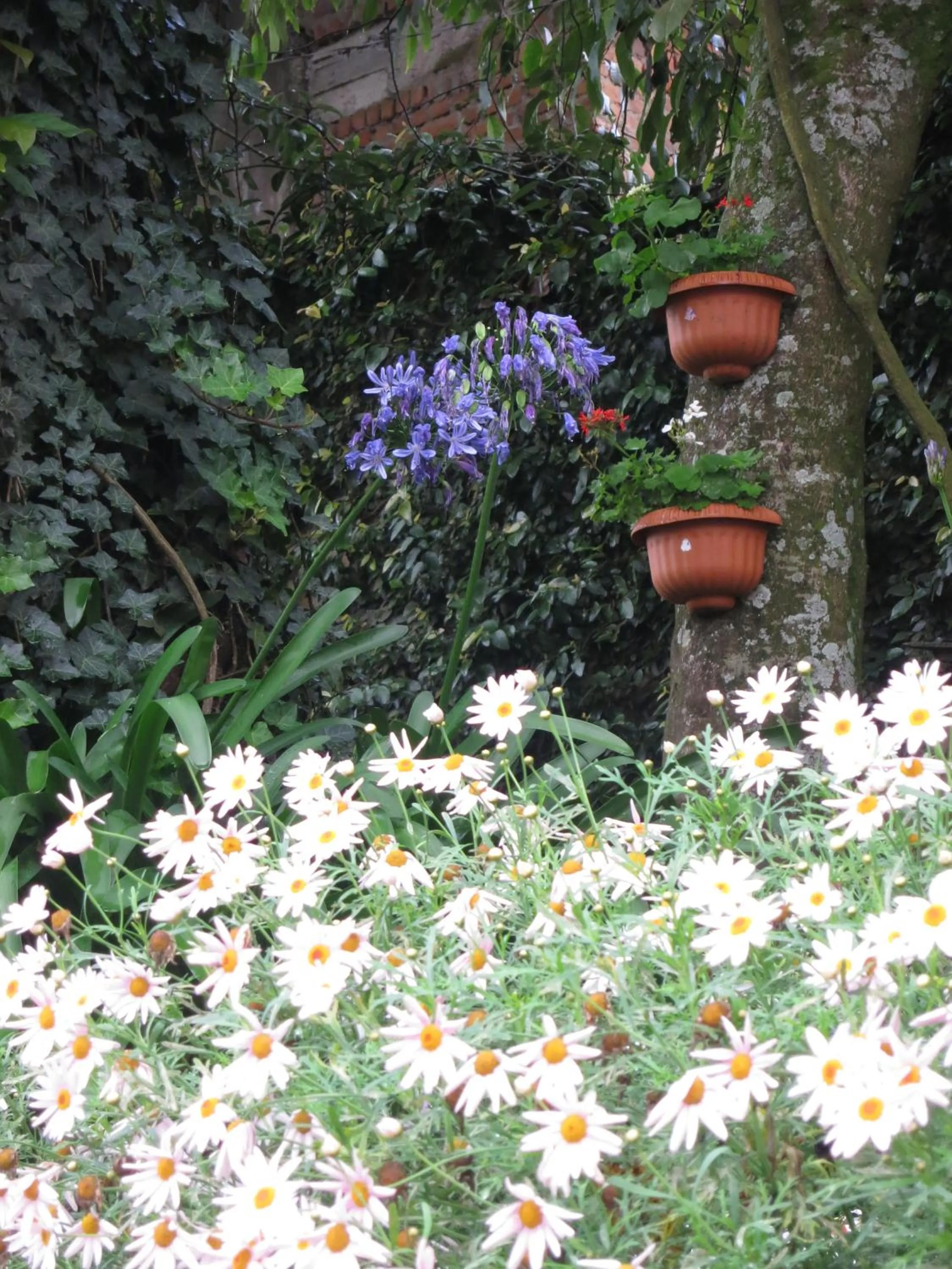 Garden in JC Residency