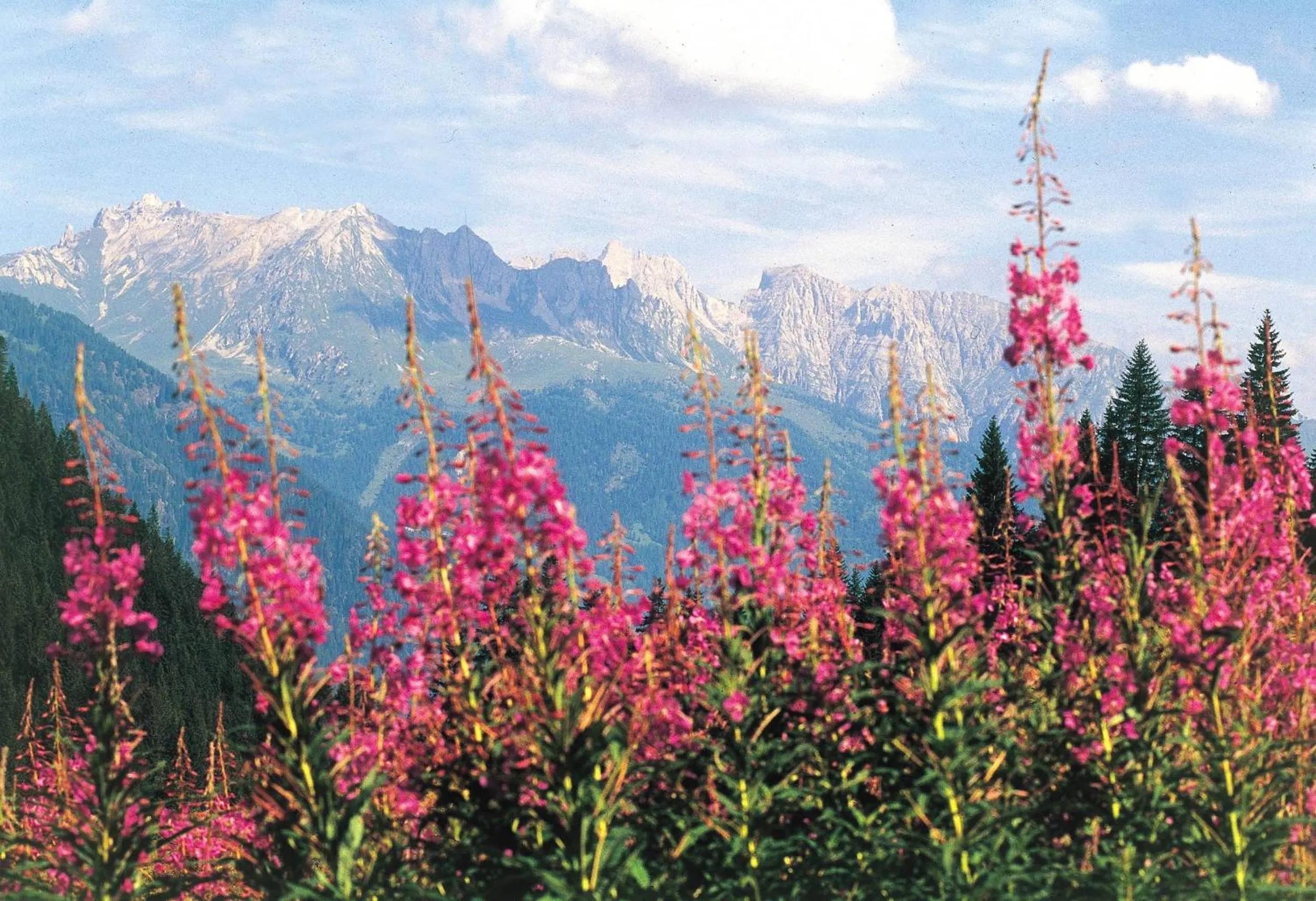 Neighbourhood in Hotel Al Polo