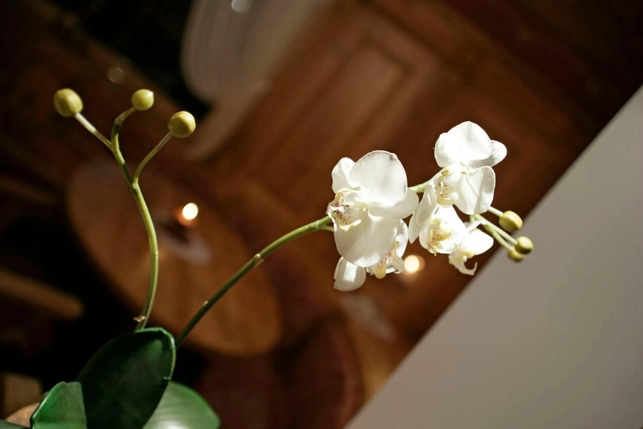 Lounge or bar in Hotel Al Polo